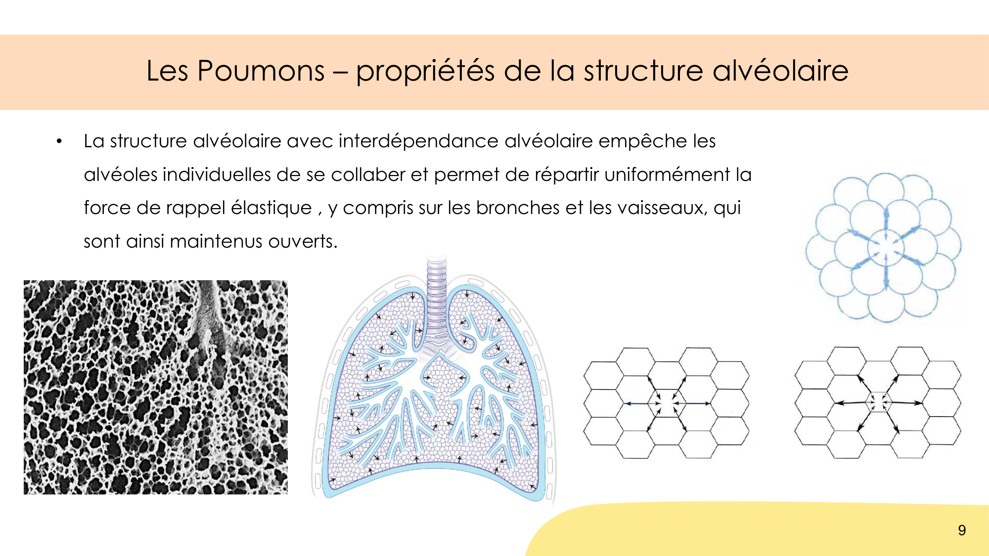 Mécanique thoracique page 9