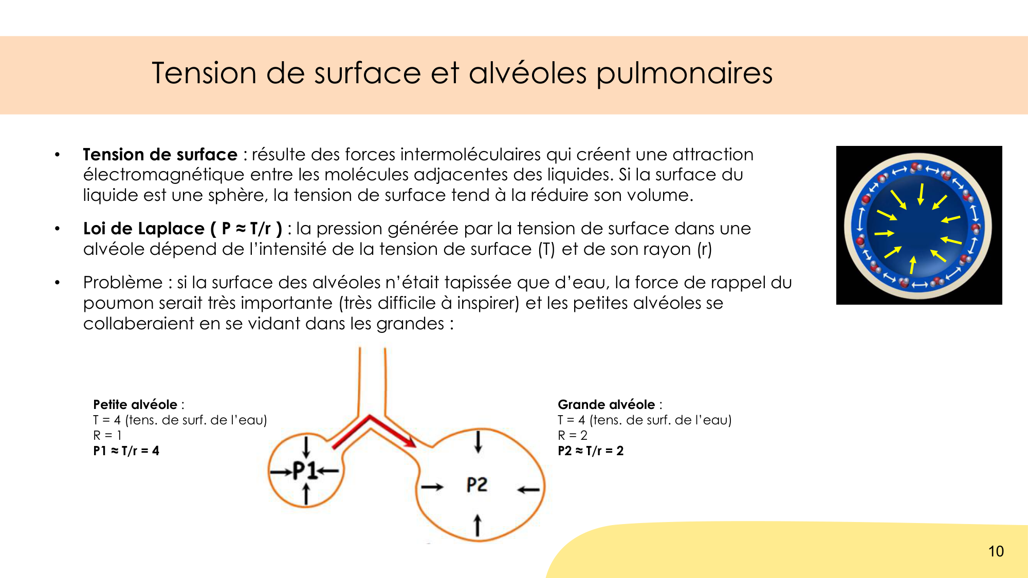 Mécanique thoracique page 10