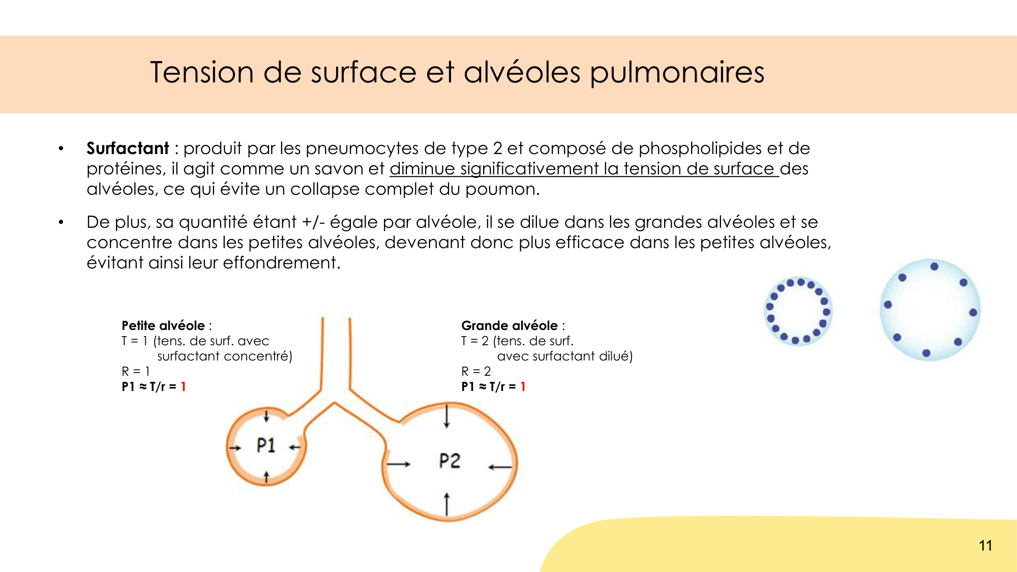 Mécanique thoracique page 11