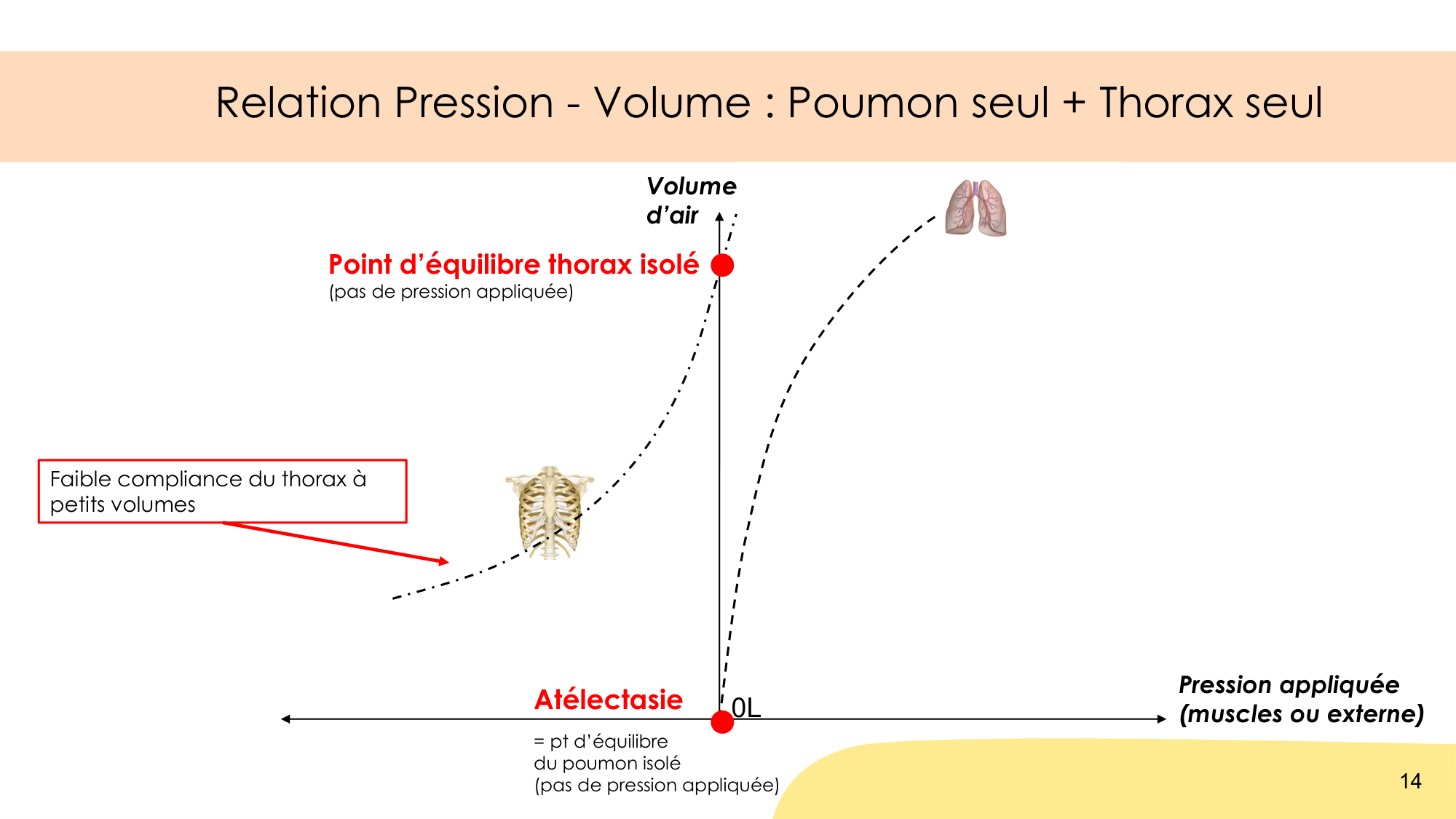 Mécanique thoracique page 14