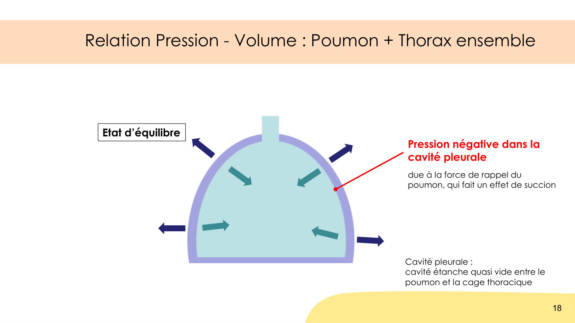 Mécanique thoracique page 18