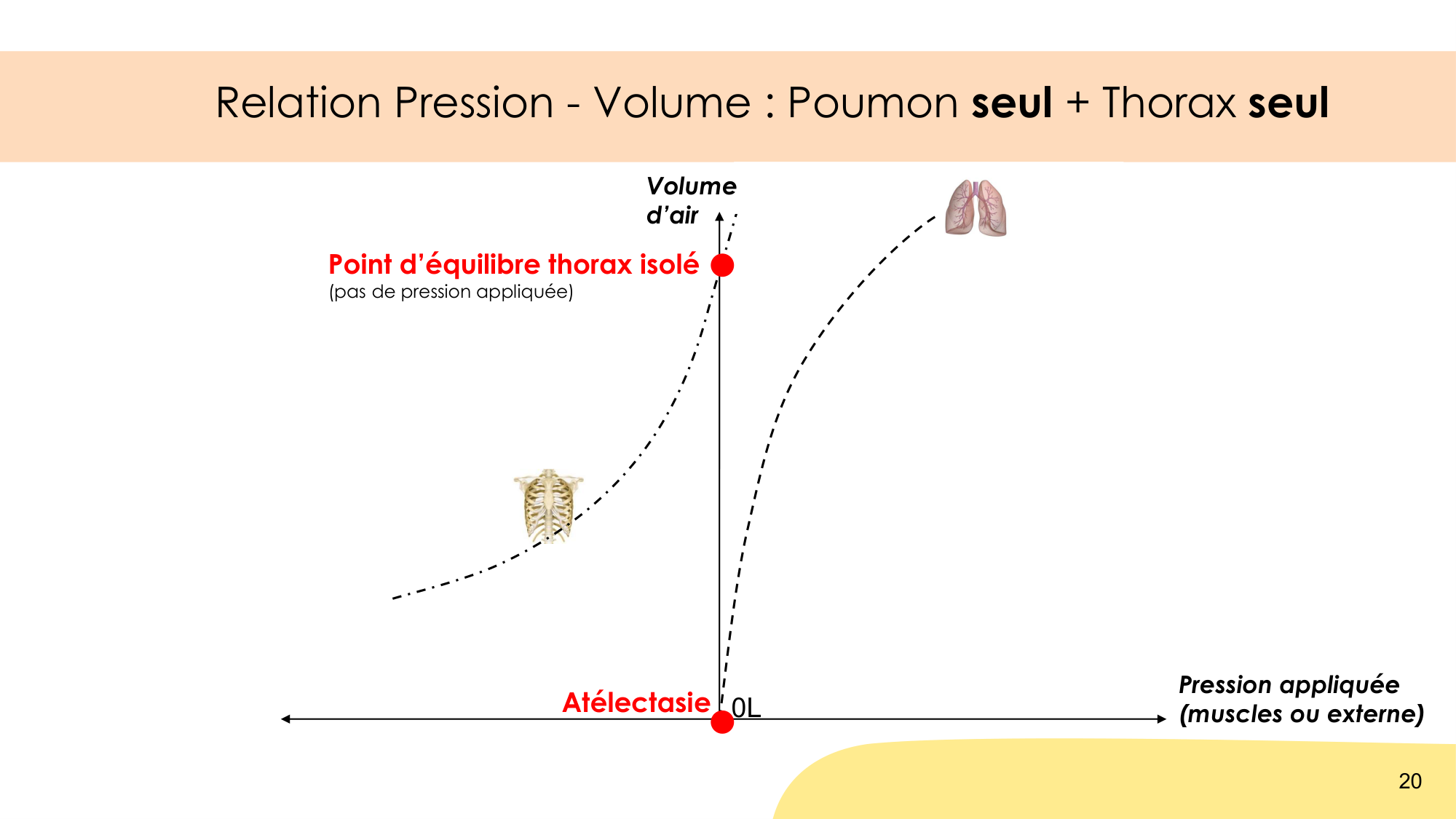 Mécanique thoracique page 20