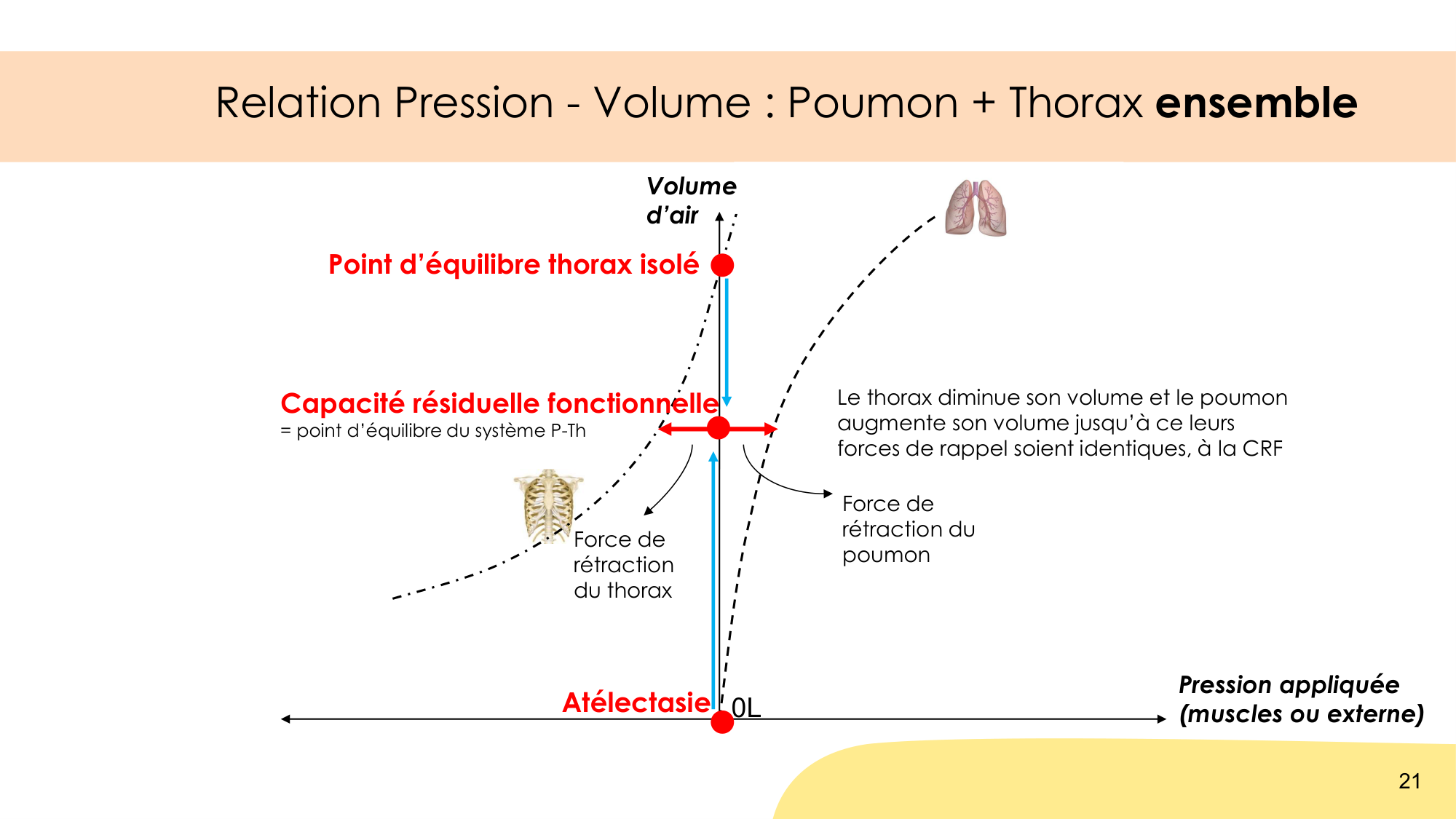 Mécanique thoracique page 21
