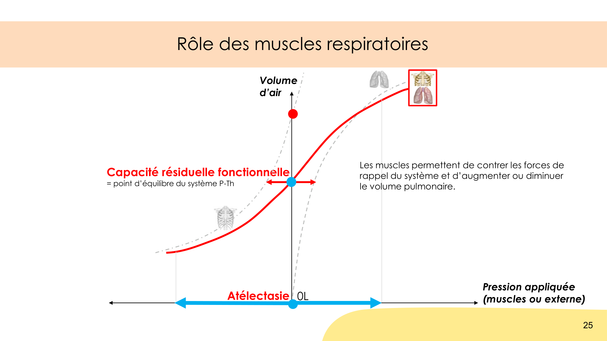 Mécanique thoracique page 25