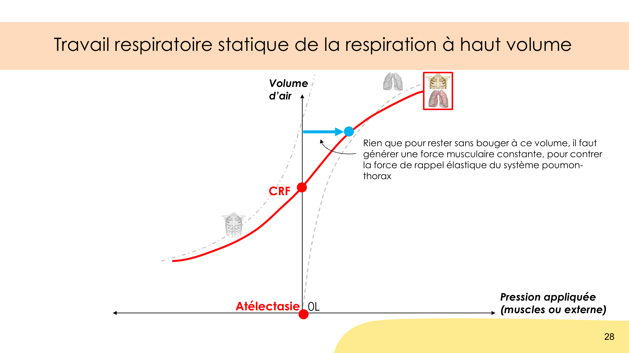 Mécanique thoracique page 28