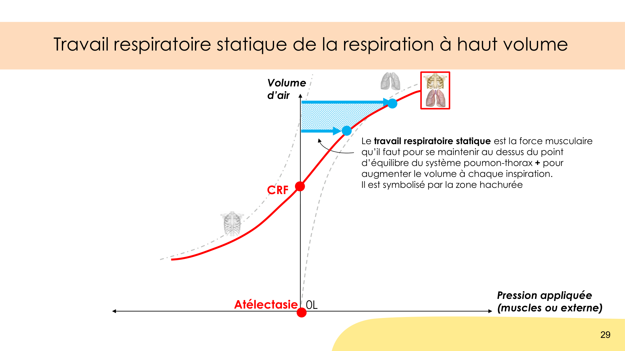 Mécanique thoracique page 29