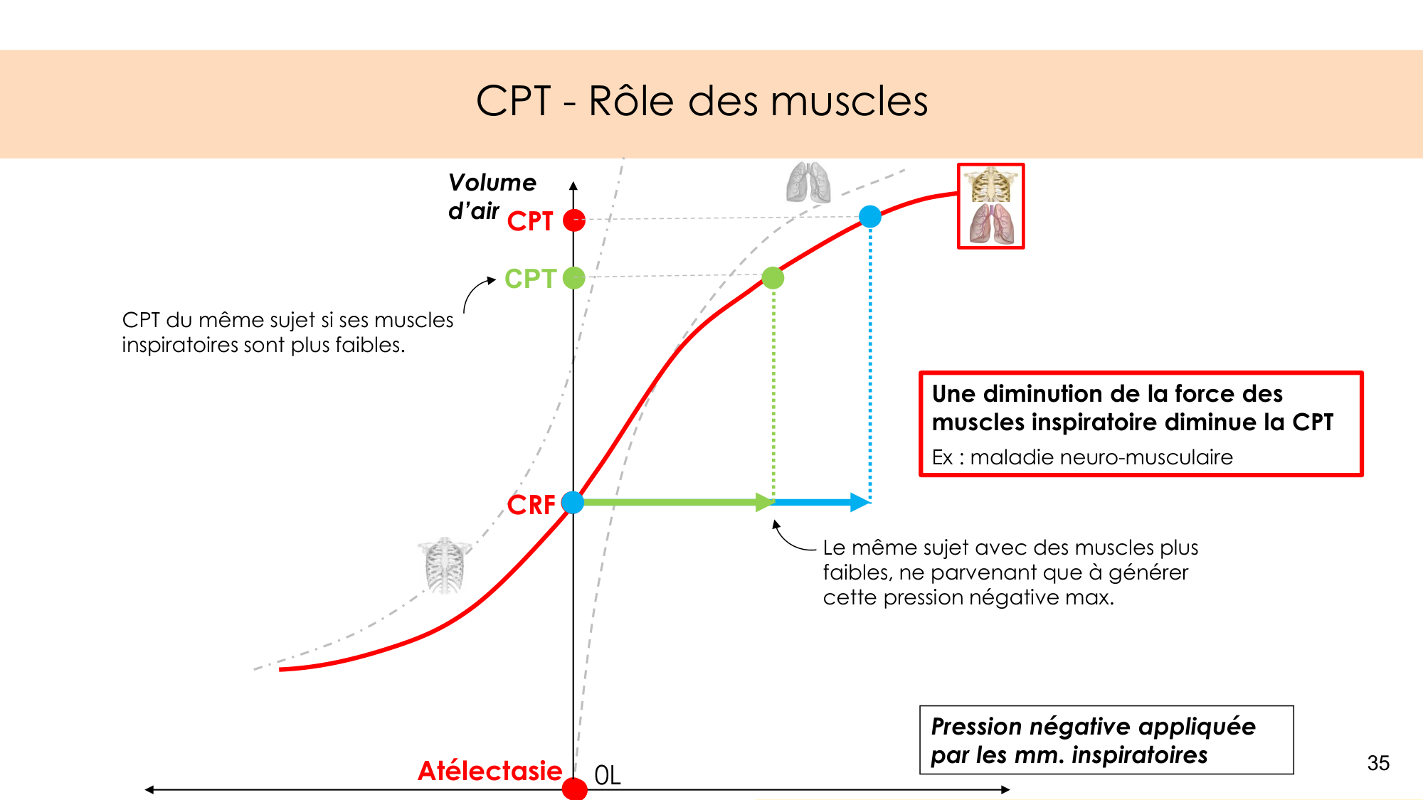 Mécanique thoracique page 35