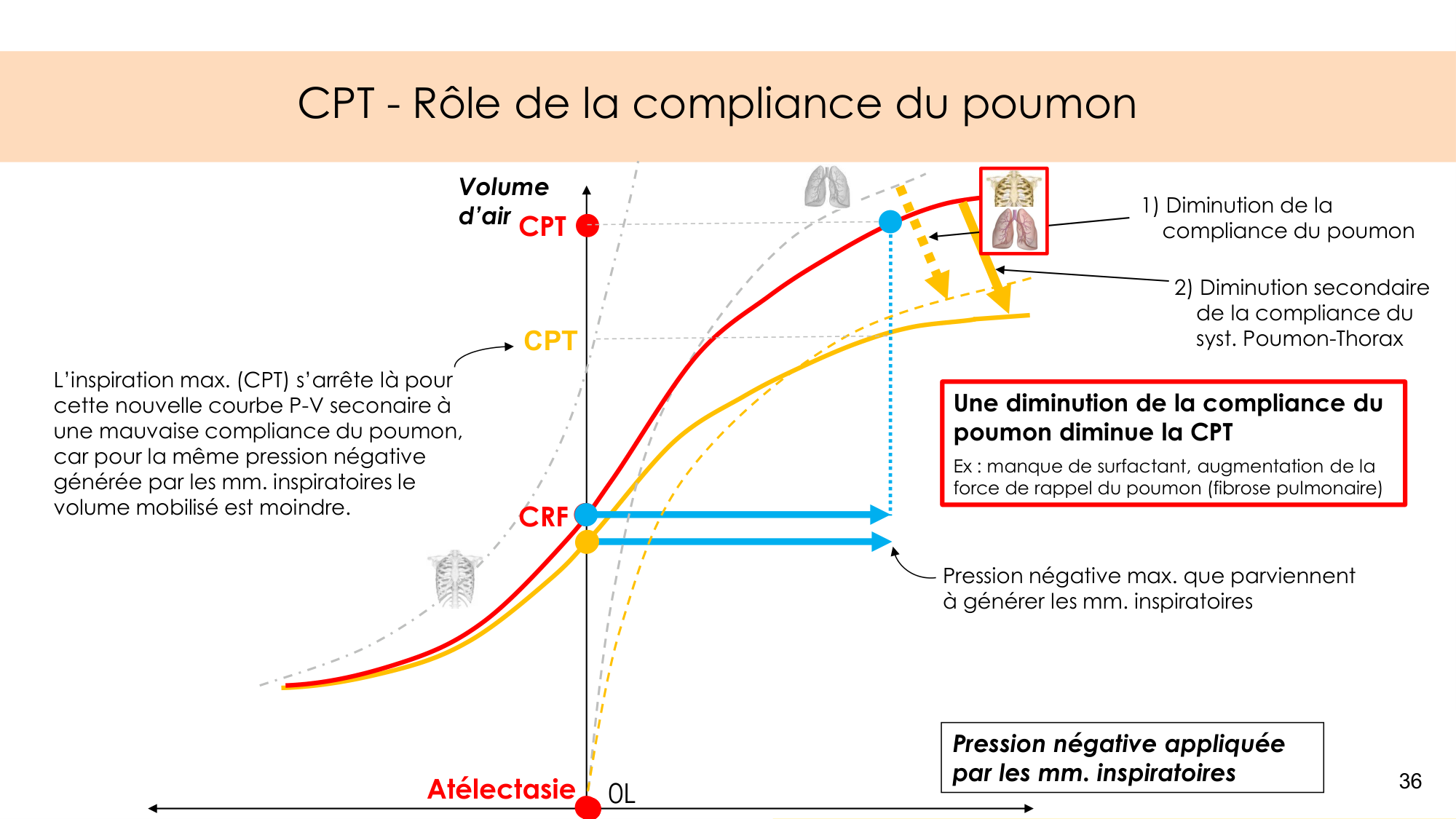 Mécanique thoracique page 36