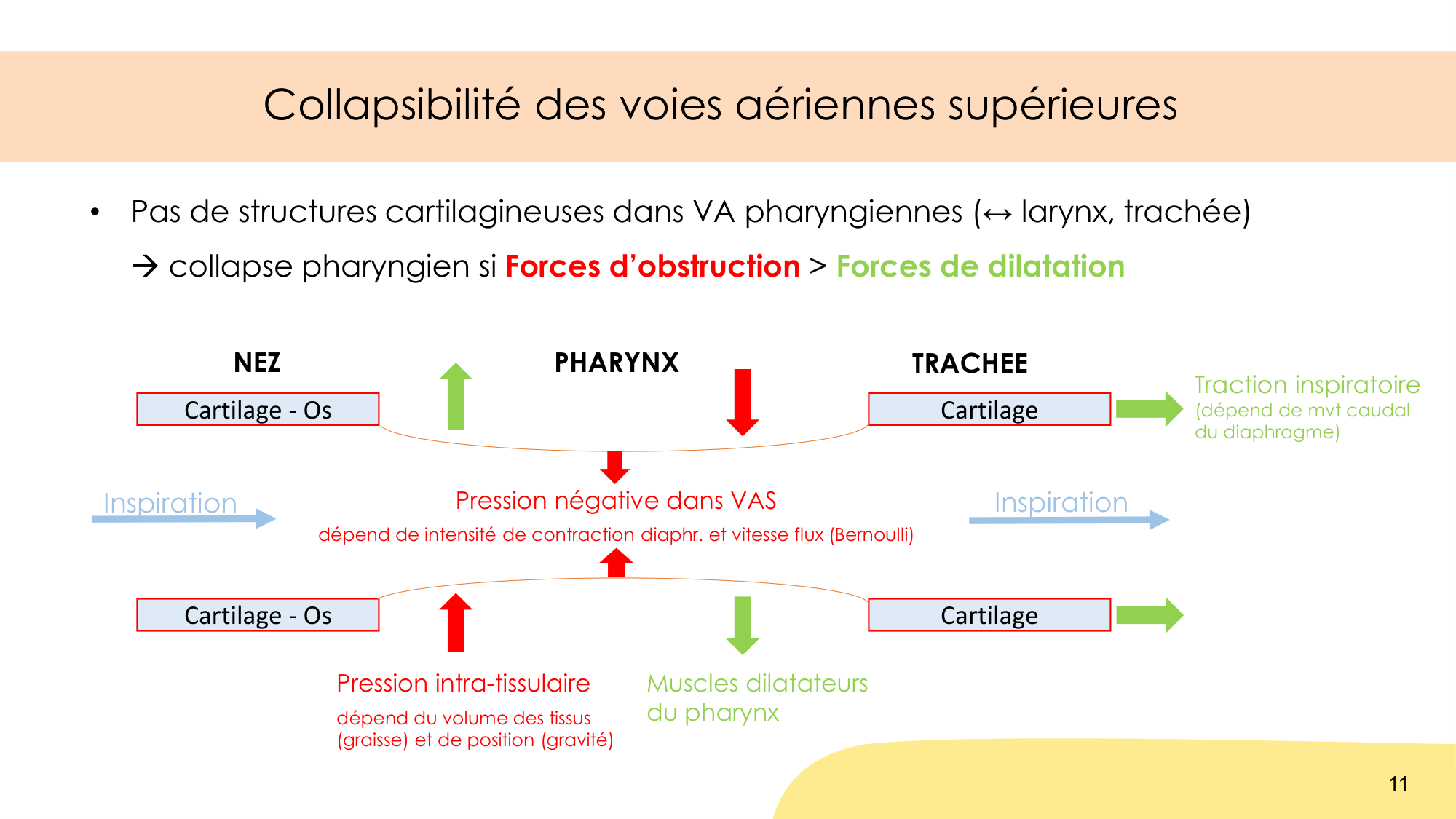 Respiration et sommeil page 11