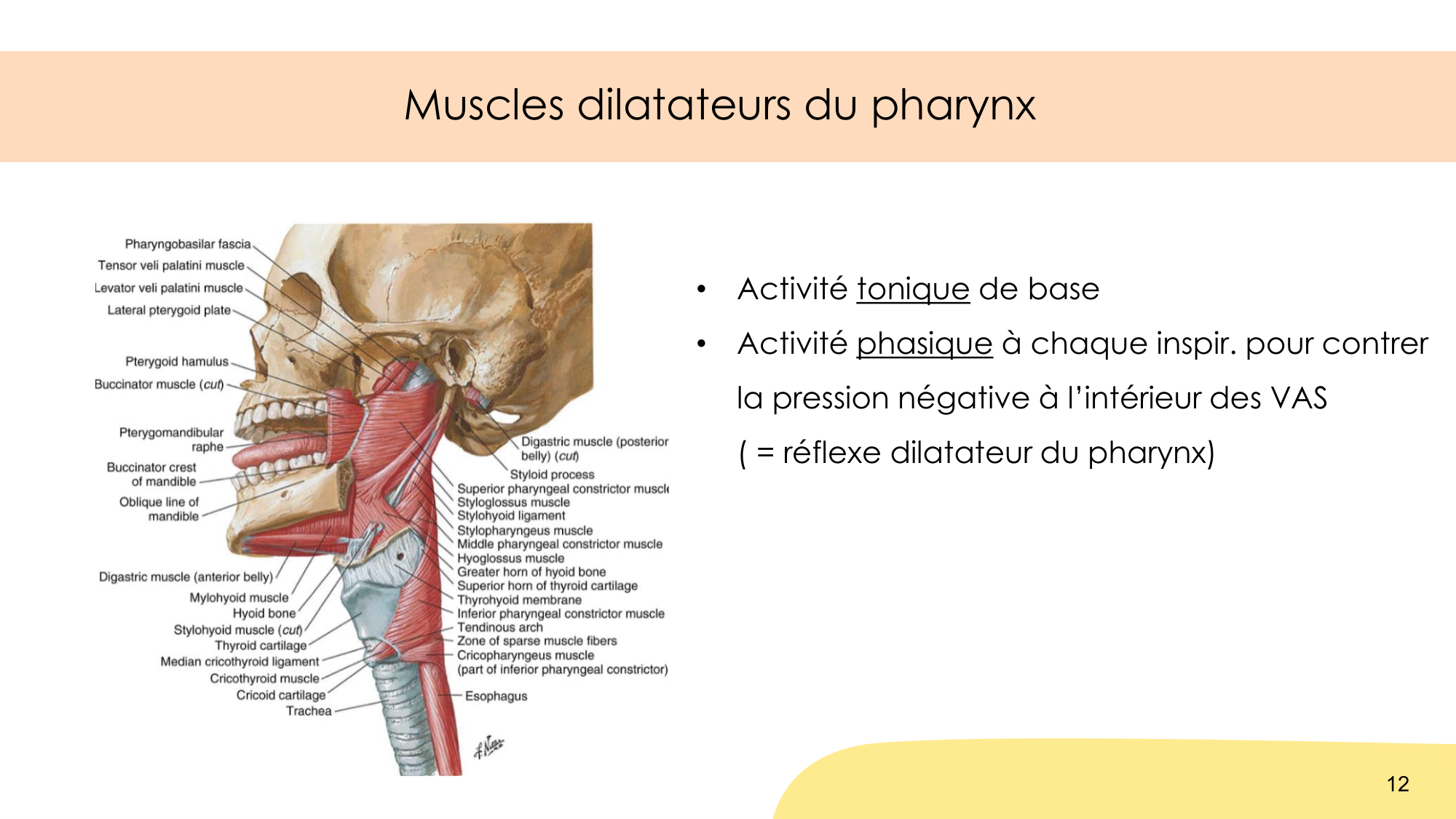 Respiration et sommeil page 12