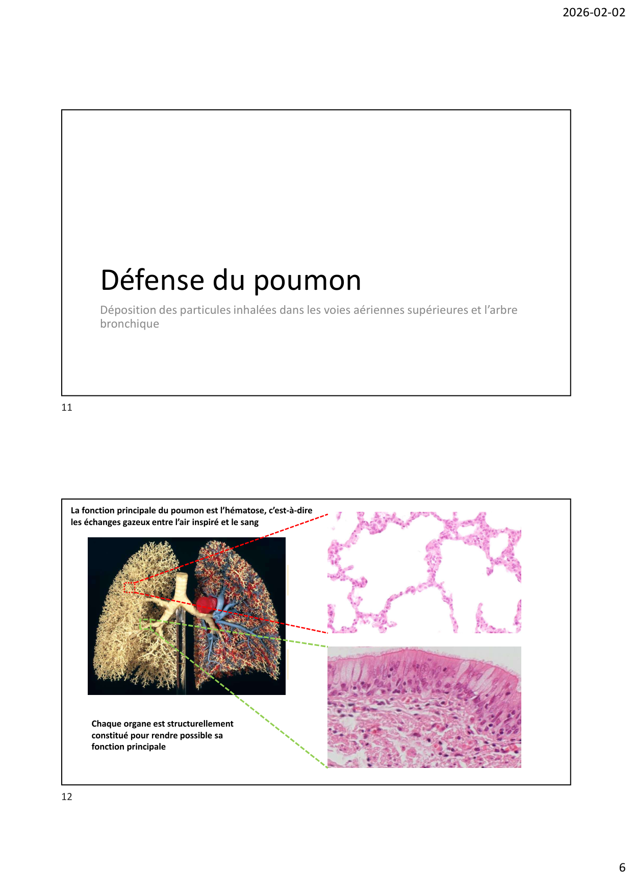 Défense pulmonaire page 6