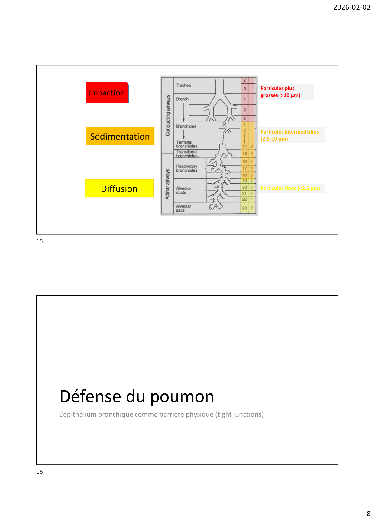 Défense pulmonaire page 8