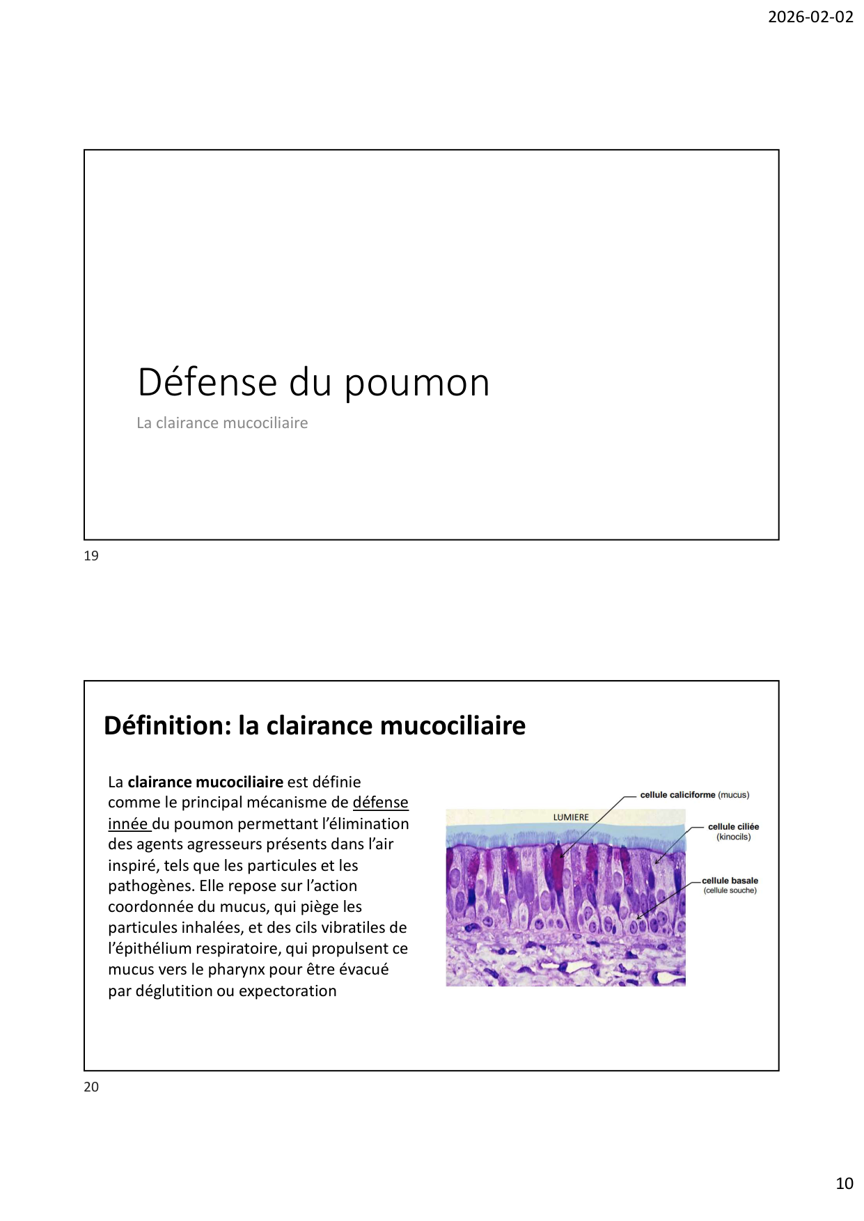 Défense pulmonaire page 10