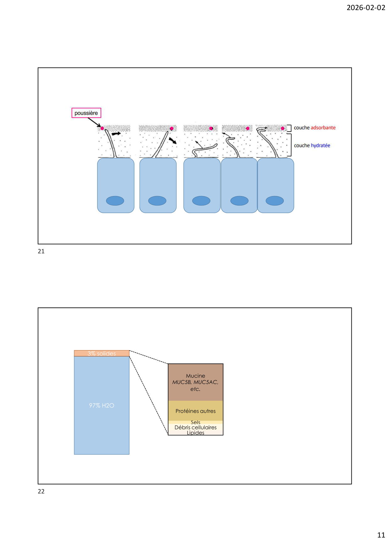 Défense pulmonaire page 11
