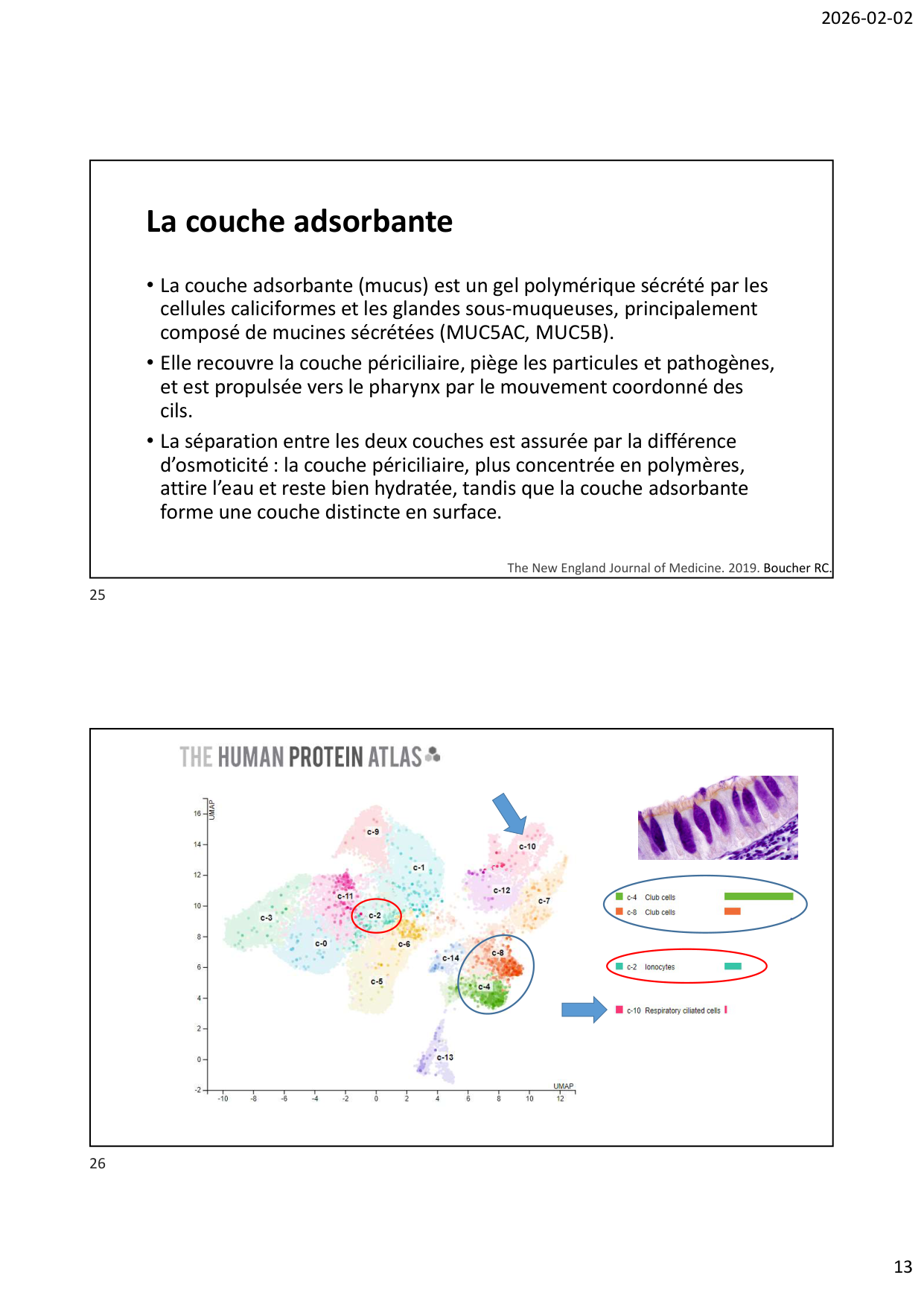 Défense pulmonaire page 13