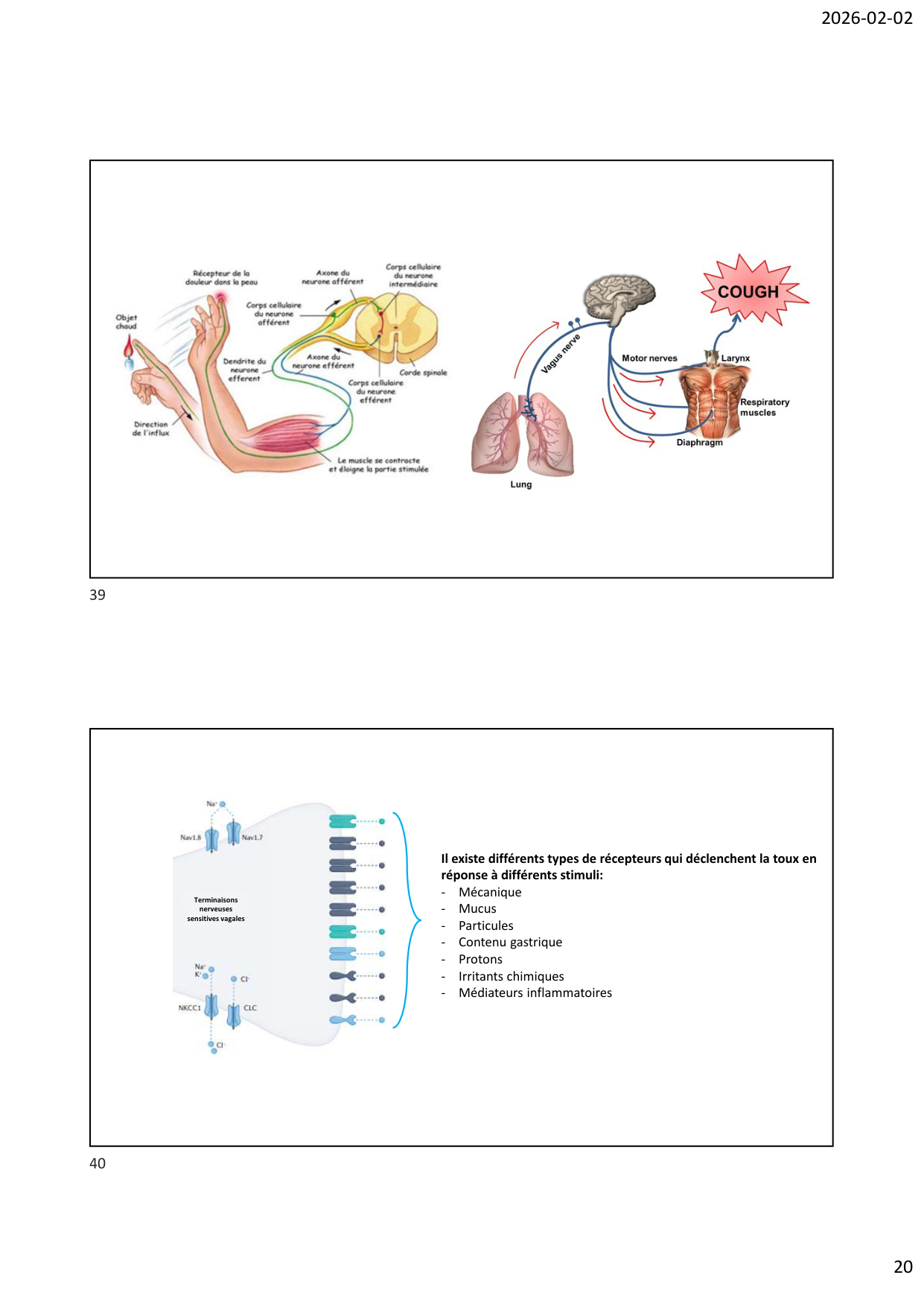 Défense pulmonaire page 20