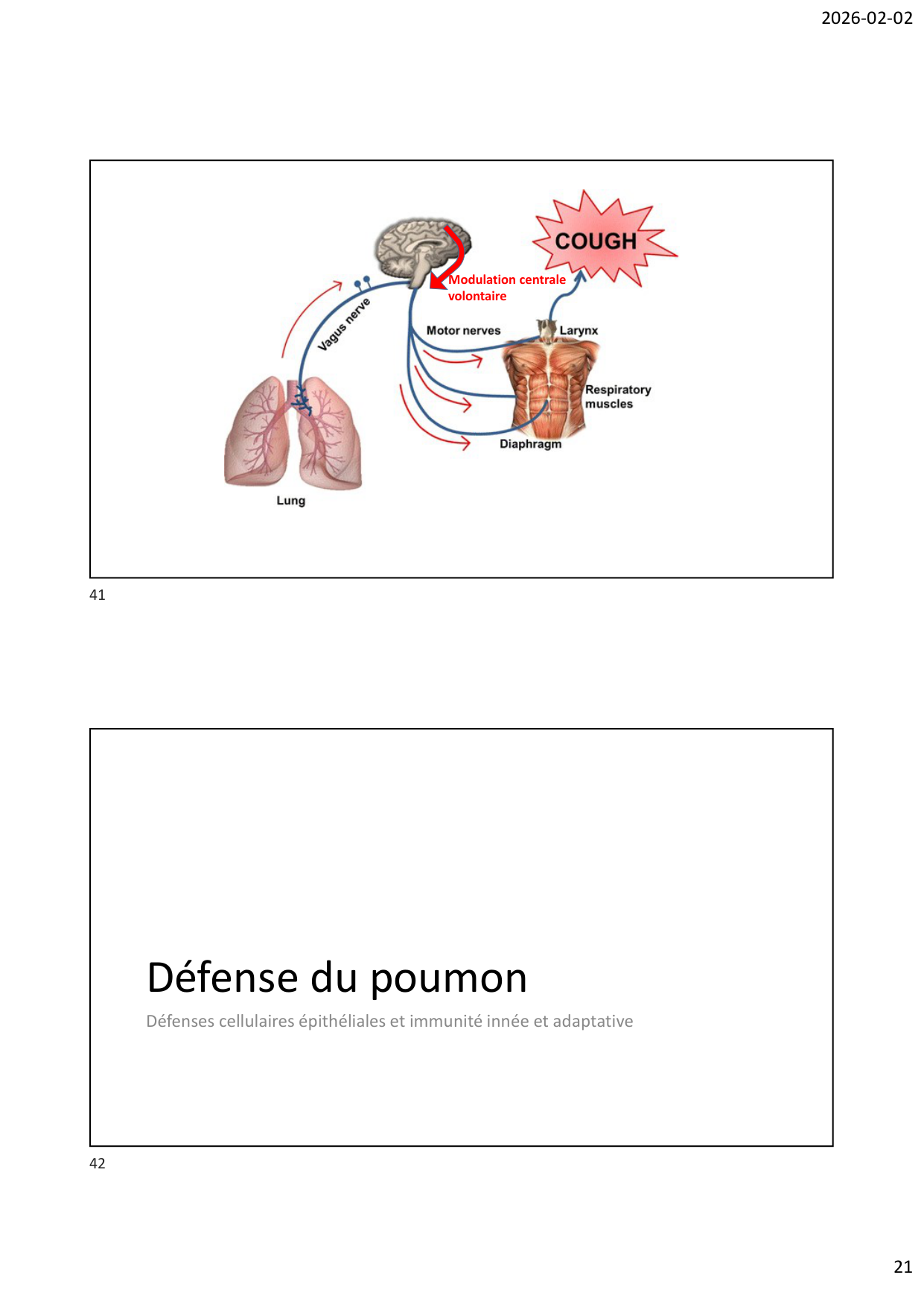 Défense pulmonaire page 21