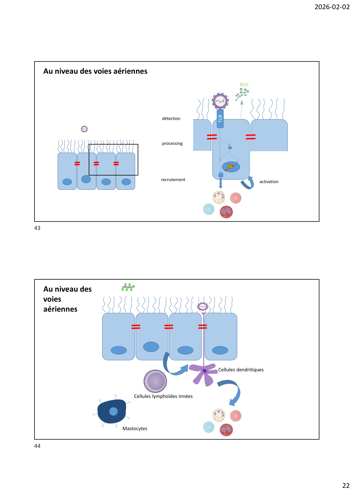 Défense pulmonaire page 22