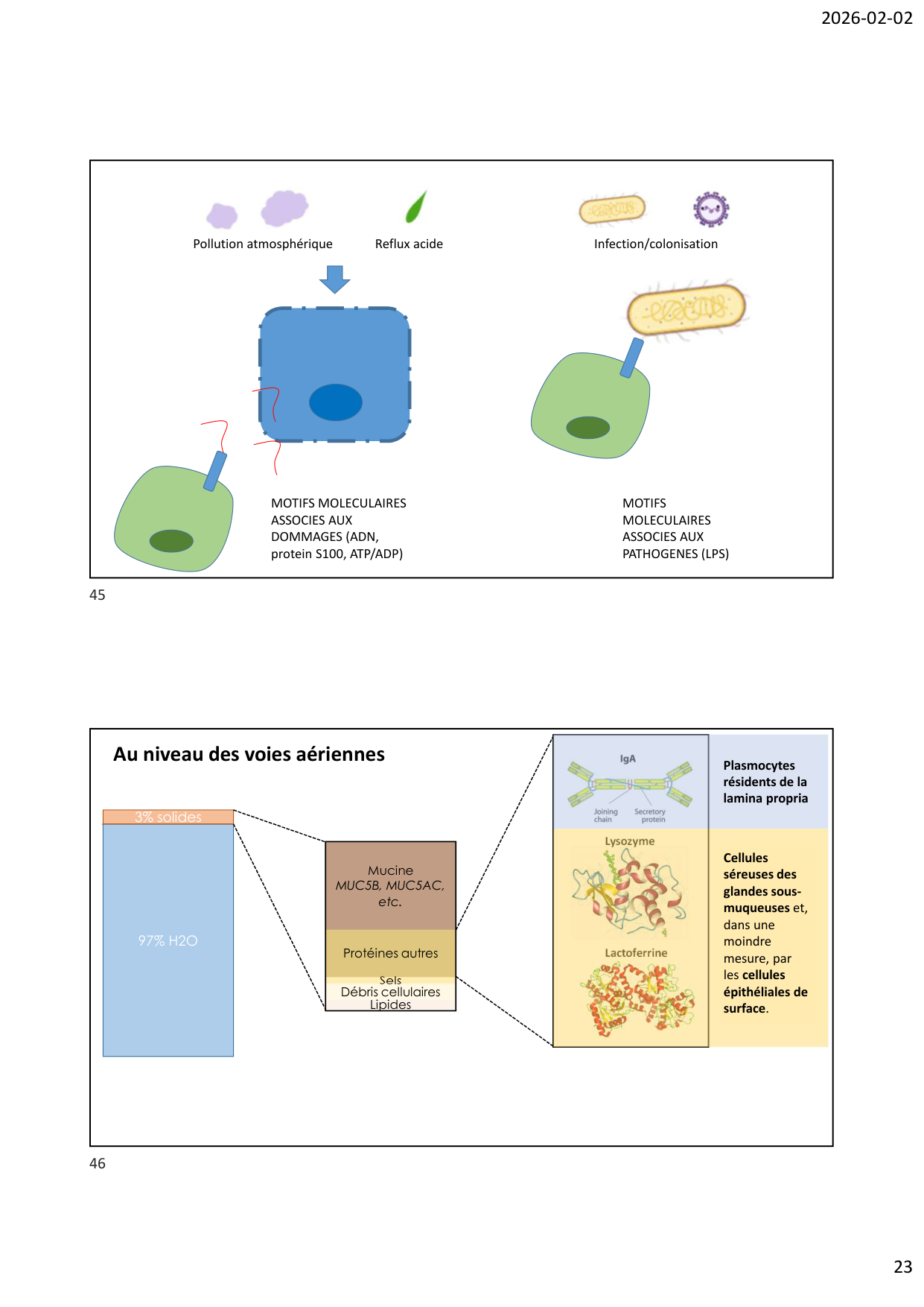 Défense pulmonaire page 23