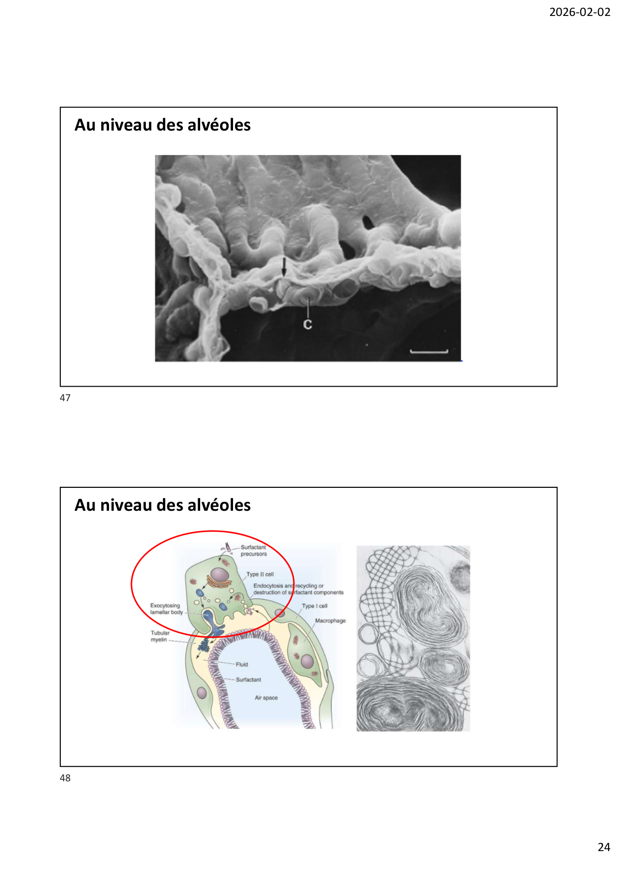 Défense pulmonaire page 24