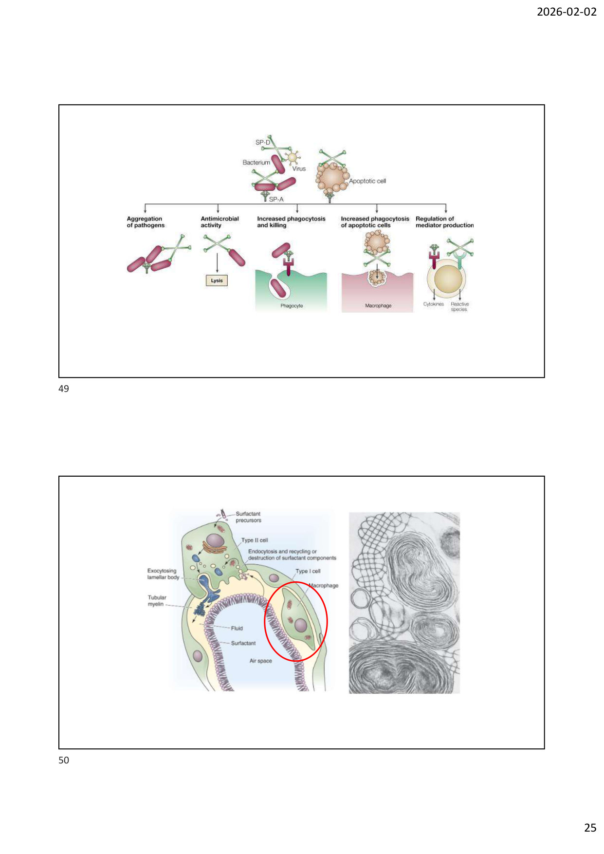 Défense pulmonaire page 25