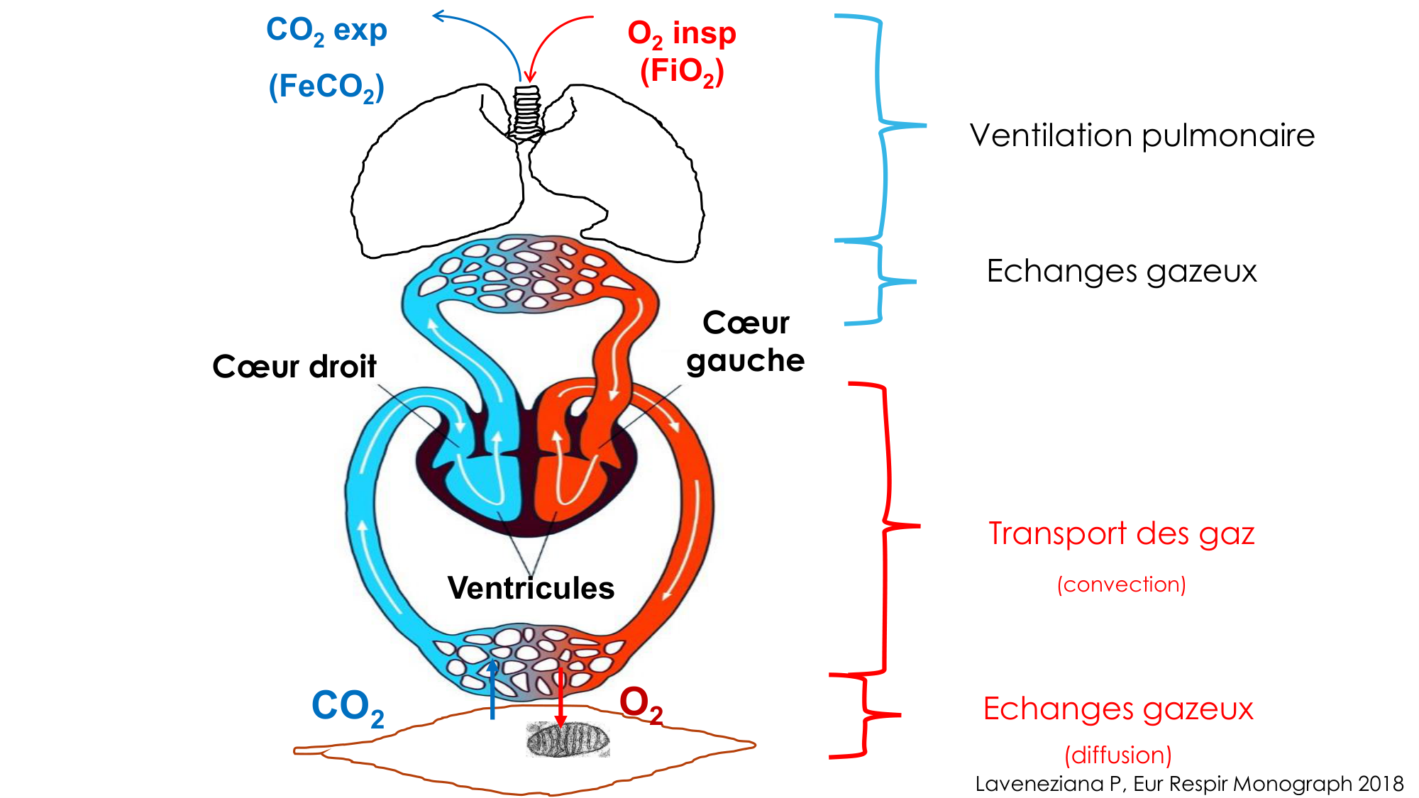Transport des gaz sanguins page 3