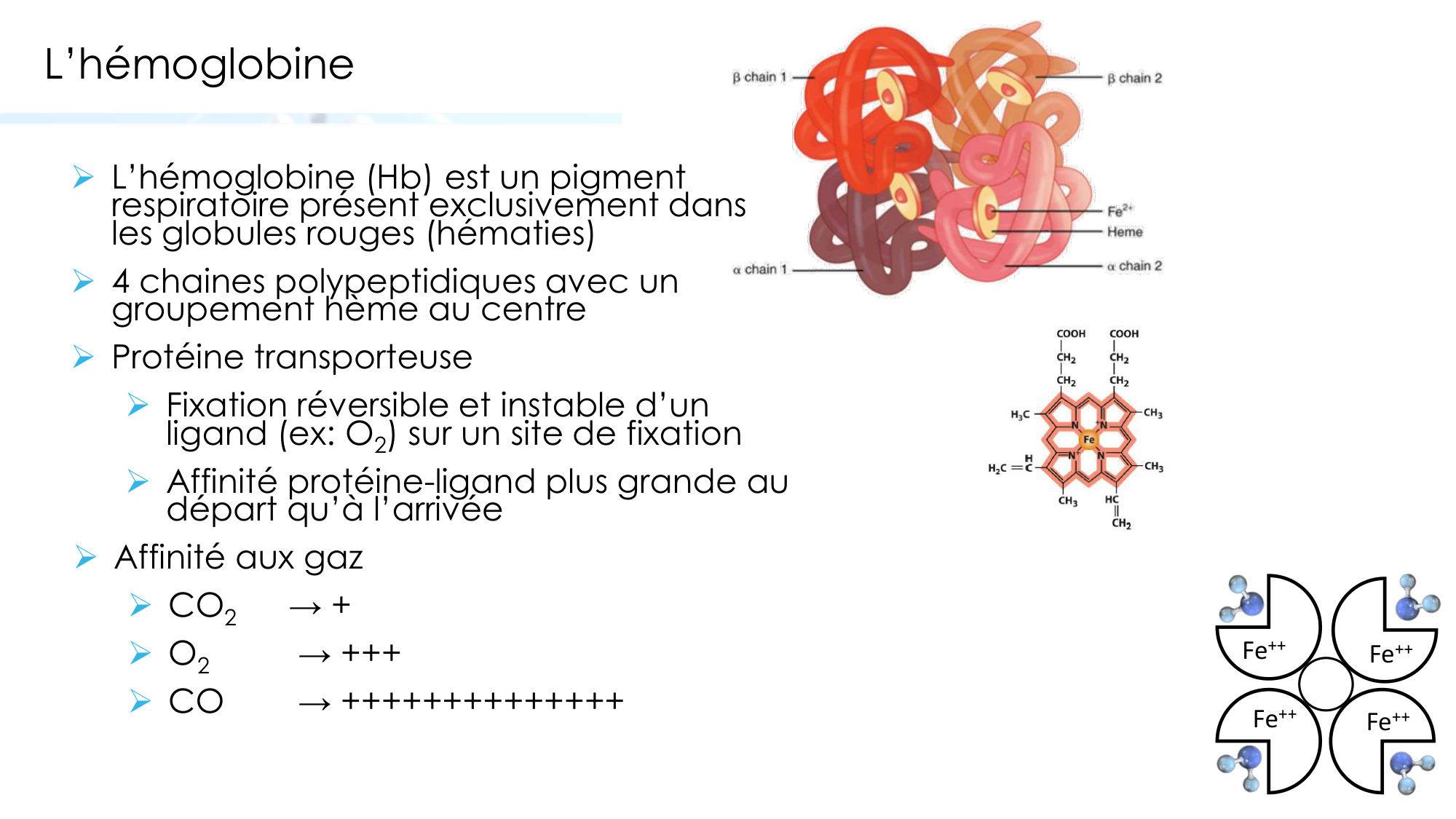 Transport des gaz sanguins page 7