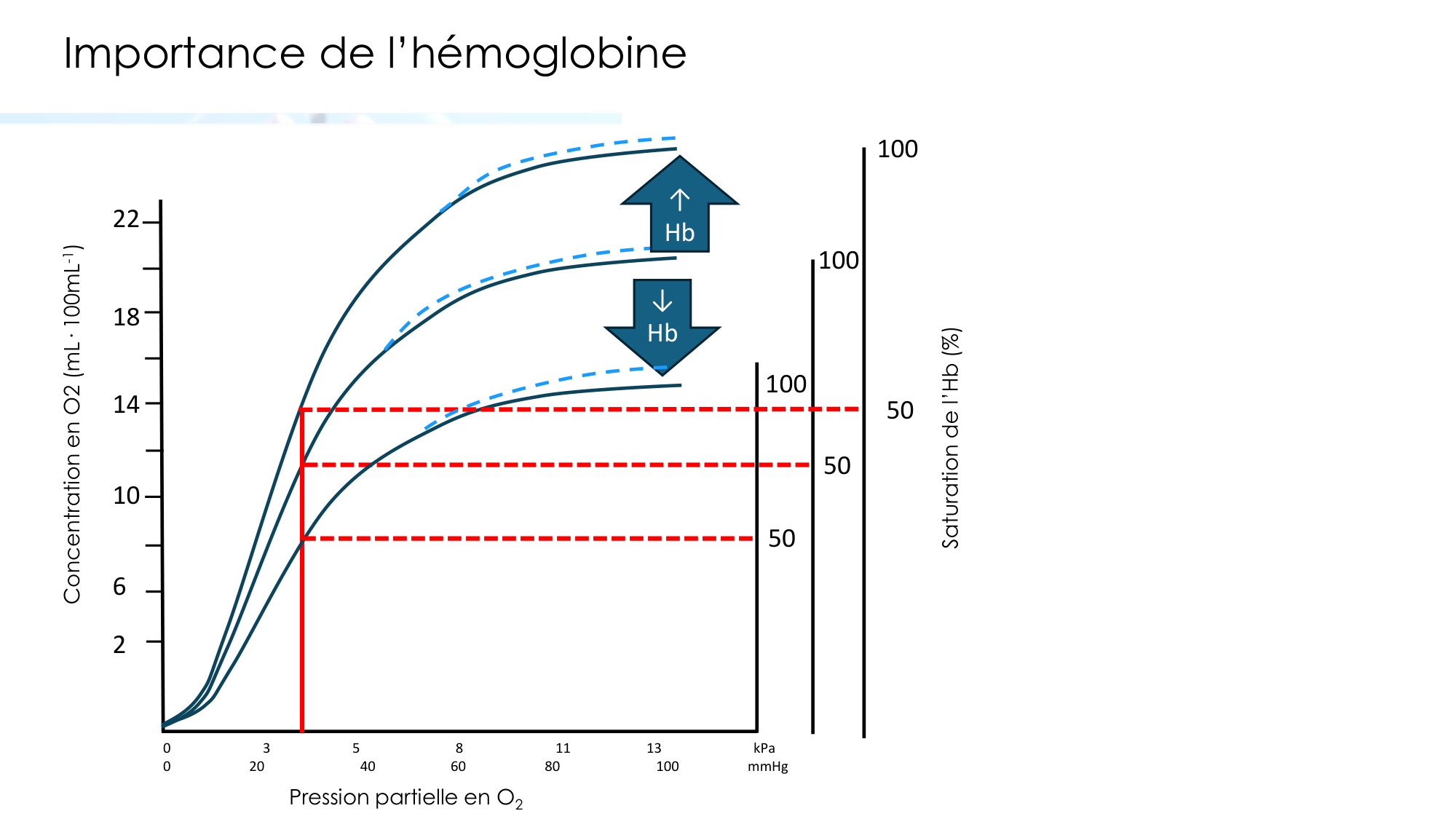 Transport des gaz sanguins page 11