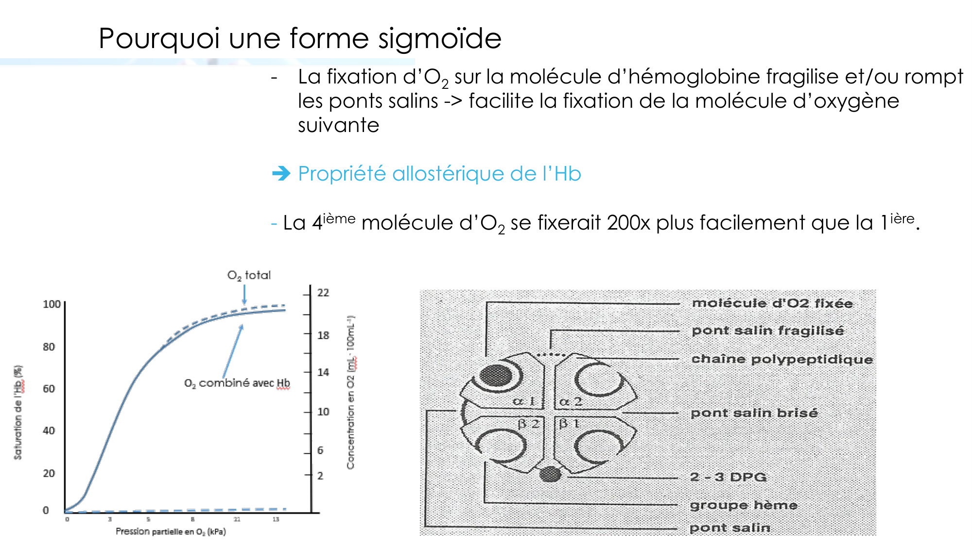 Transport des gaz sanguins page 13