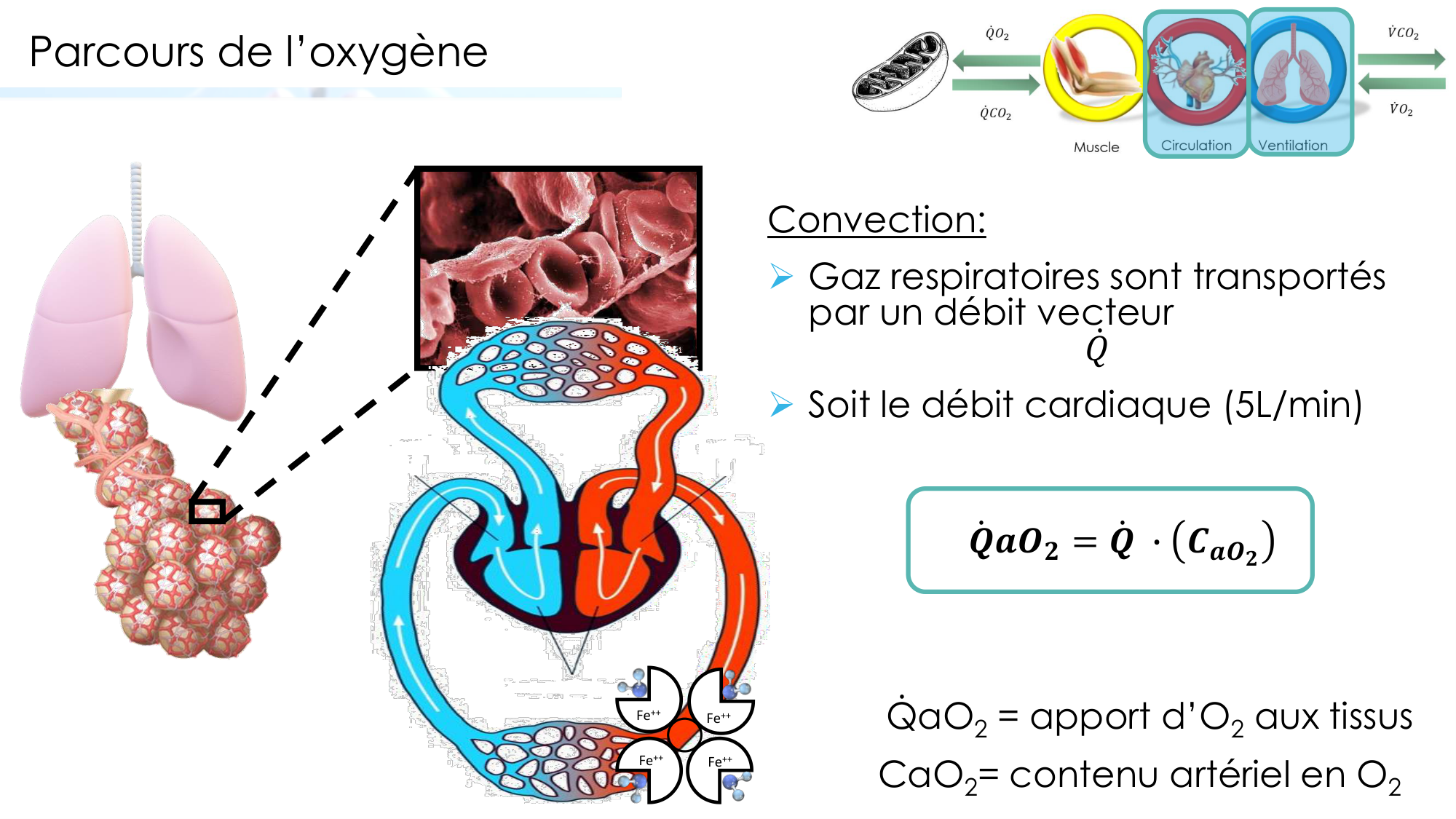 Transport des gaz sanguins page 15