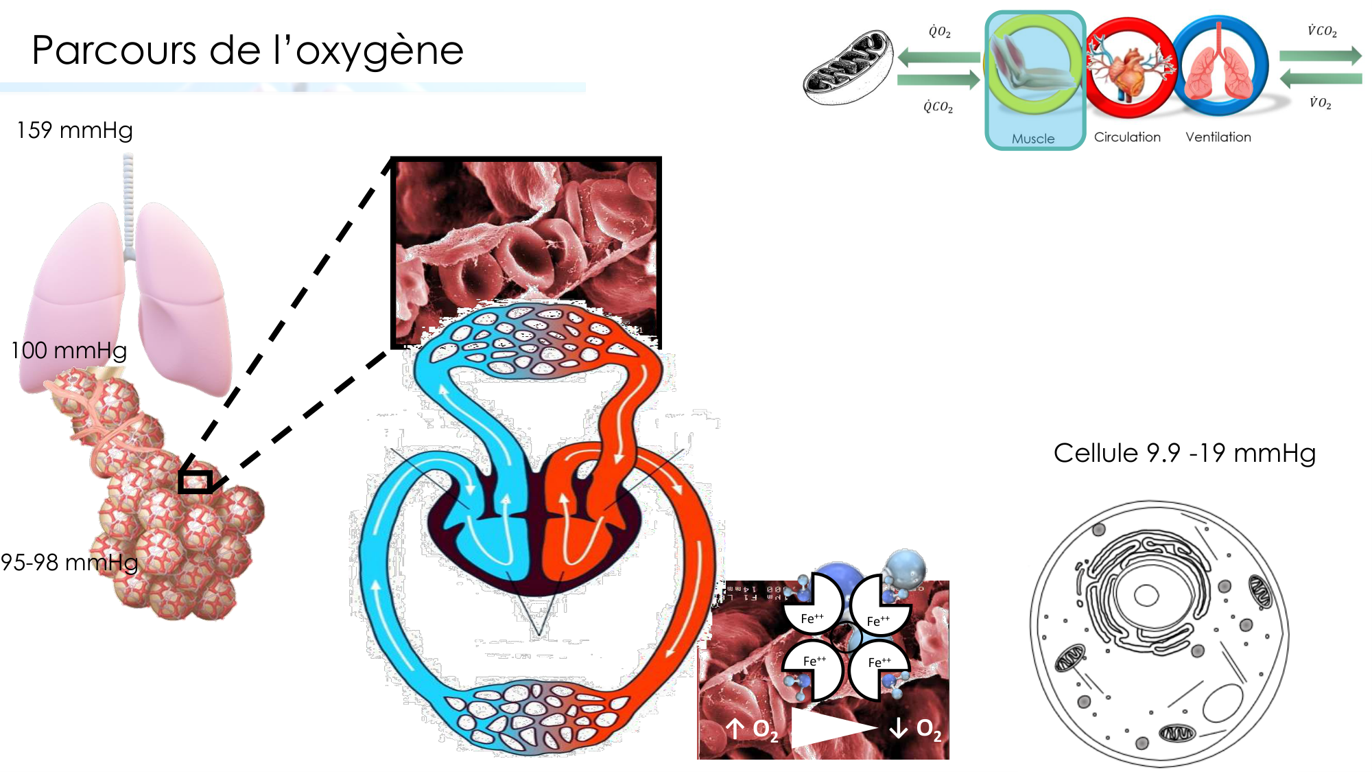 Transport des gaz sanguins page 16
