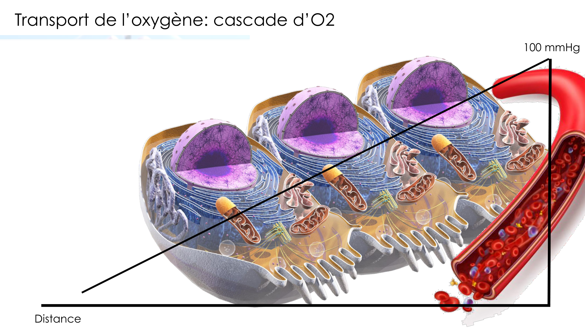 Transport des gaz sanguins page 17