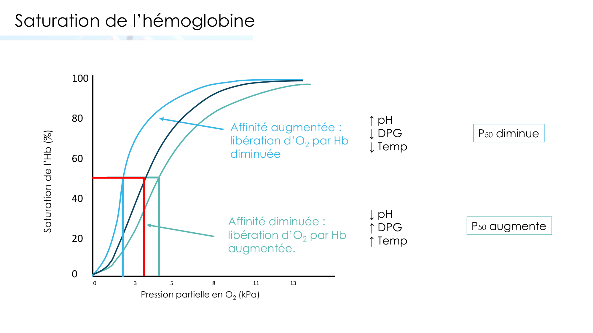 Transport des gaz sanguins page 19