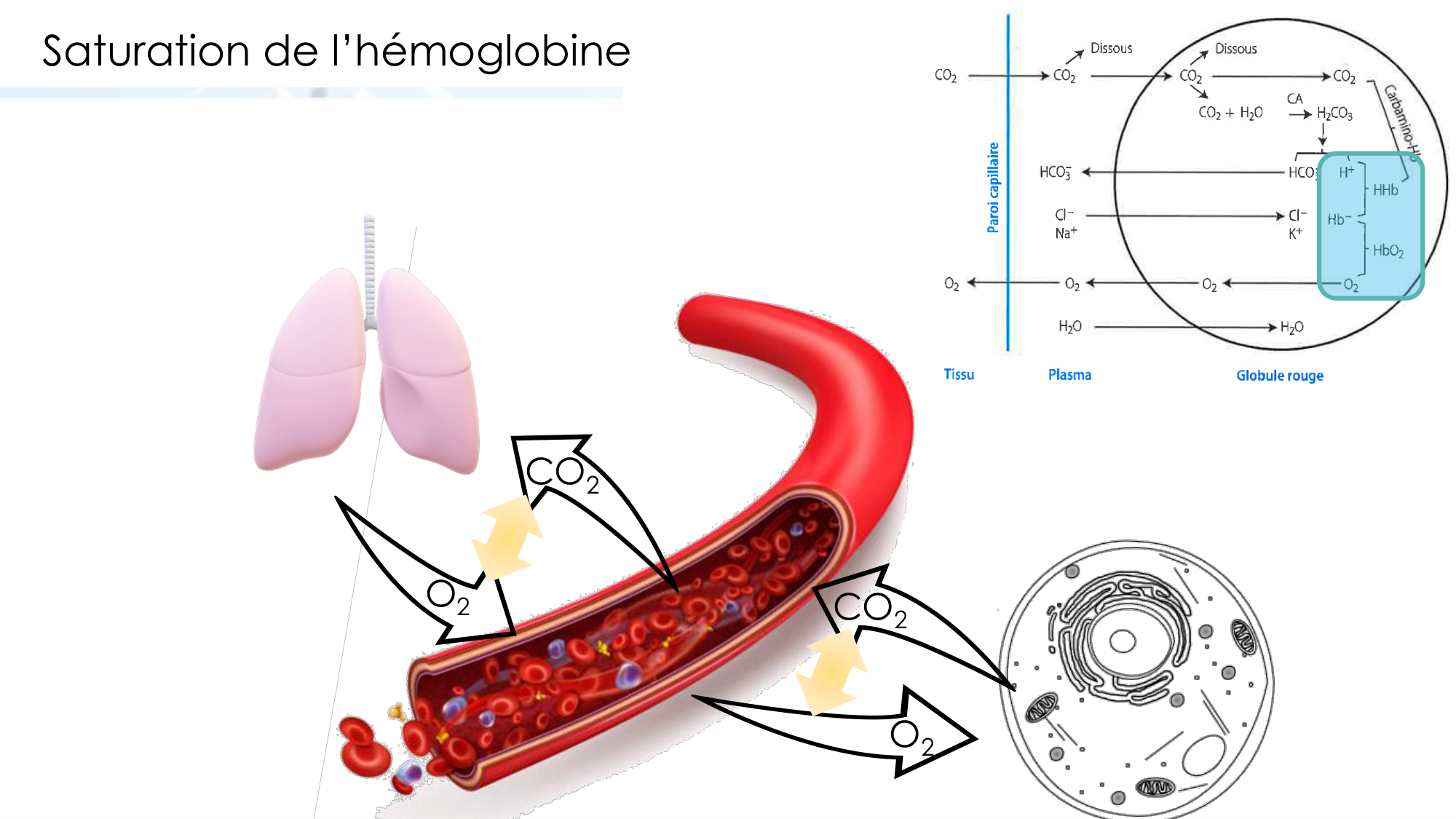 Transport des gaz sanguins page 25