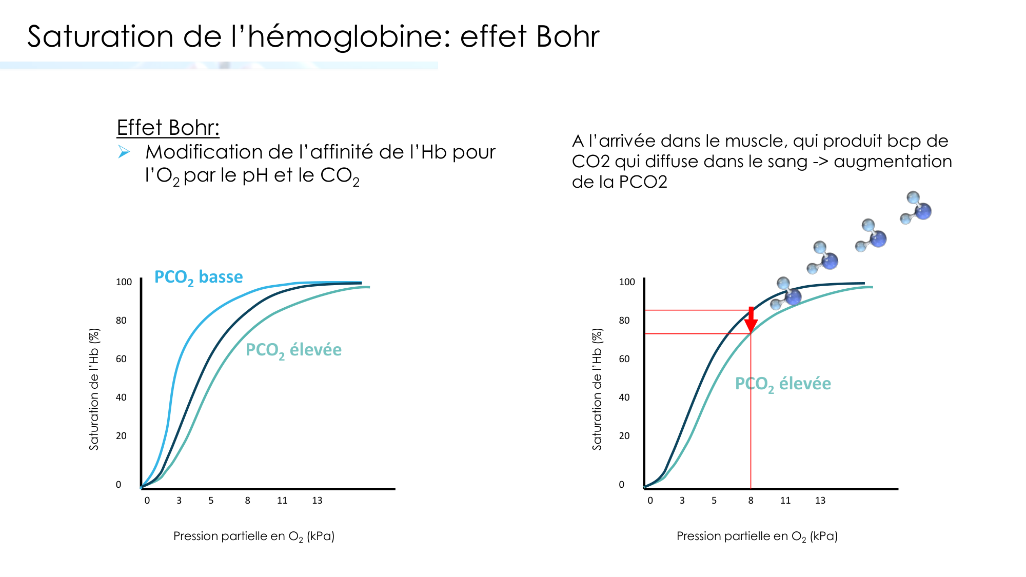 Transport des gaz sanguins page 26
