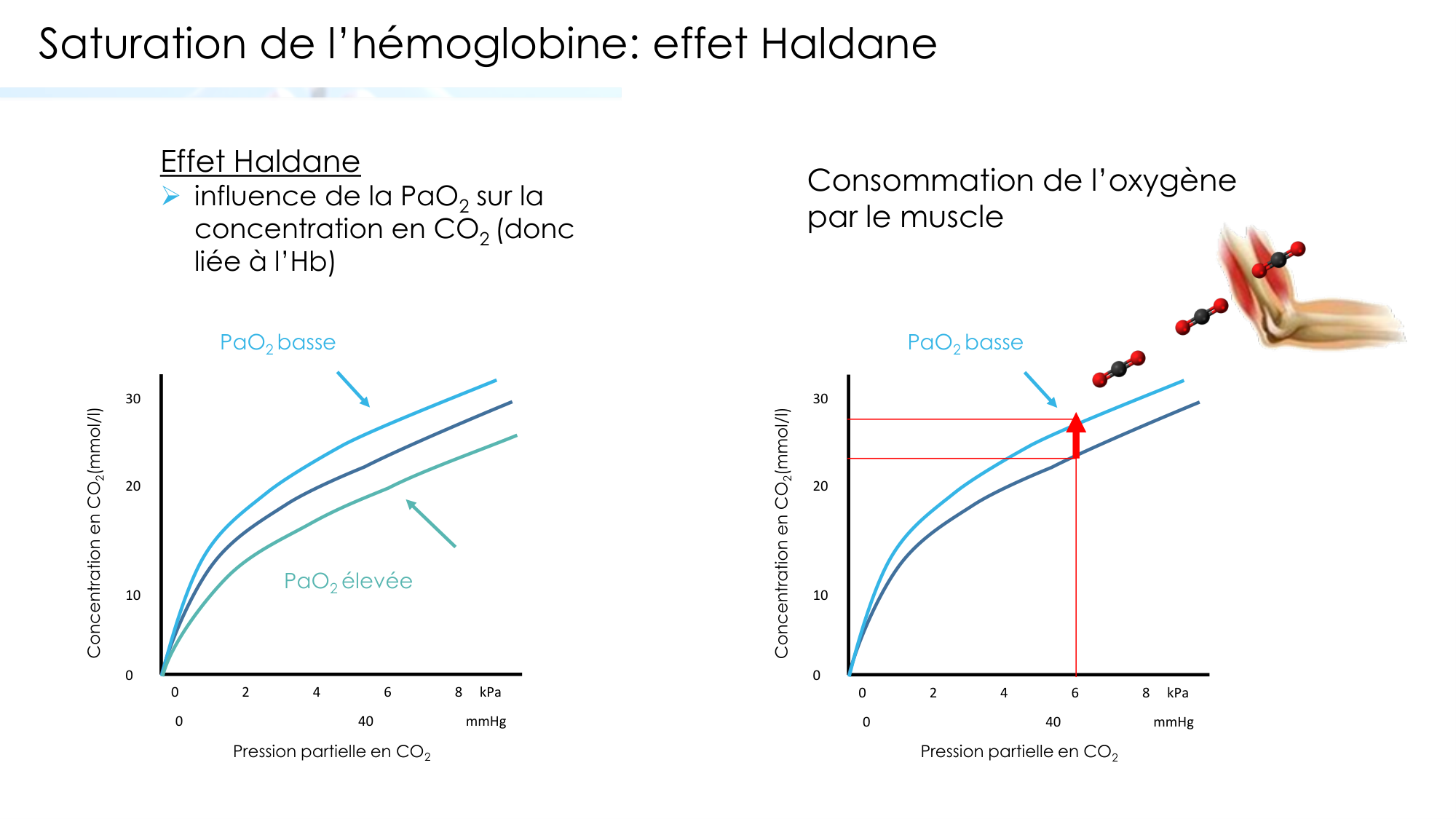 Transport des gaz sanguins page 27