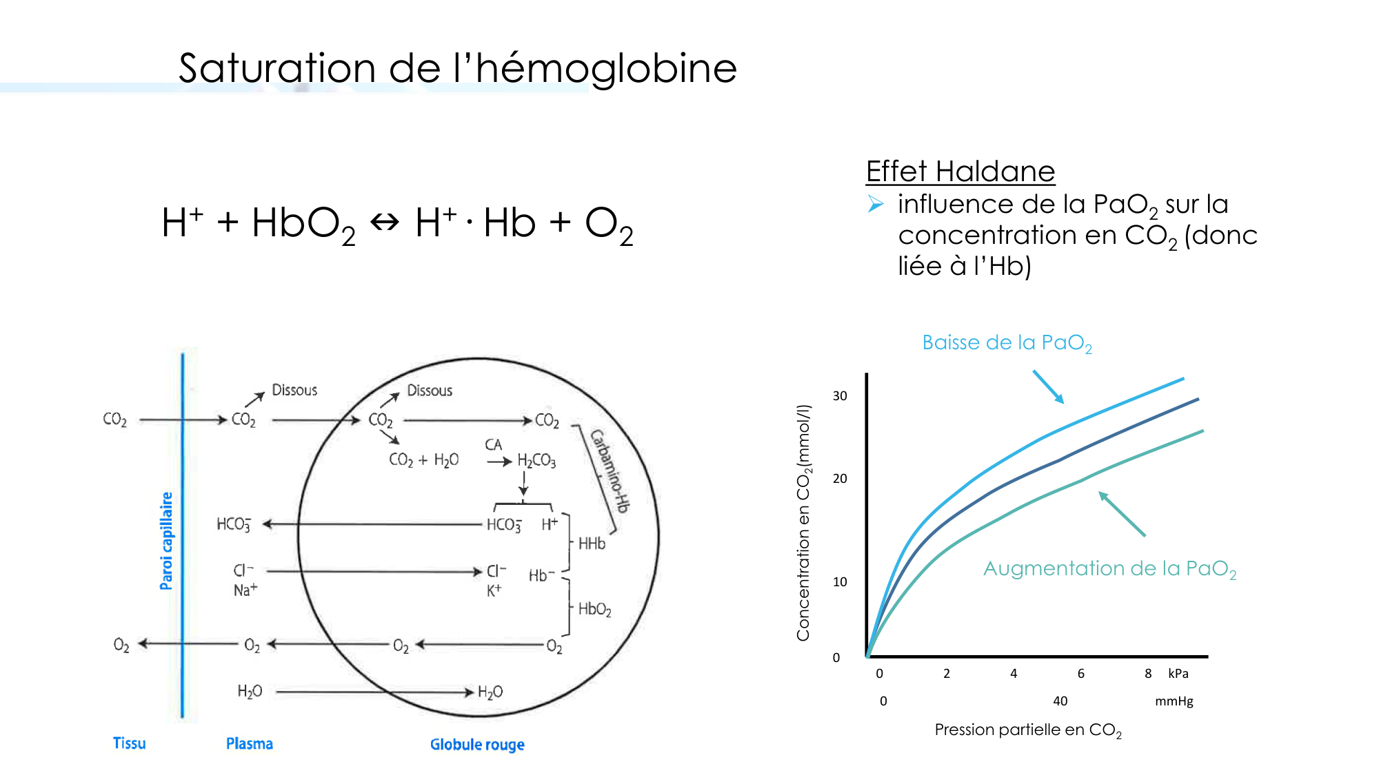 Transport des gaz sanguins page 28