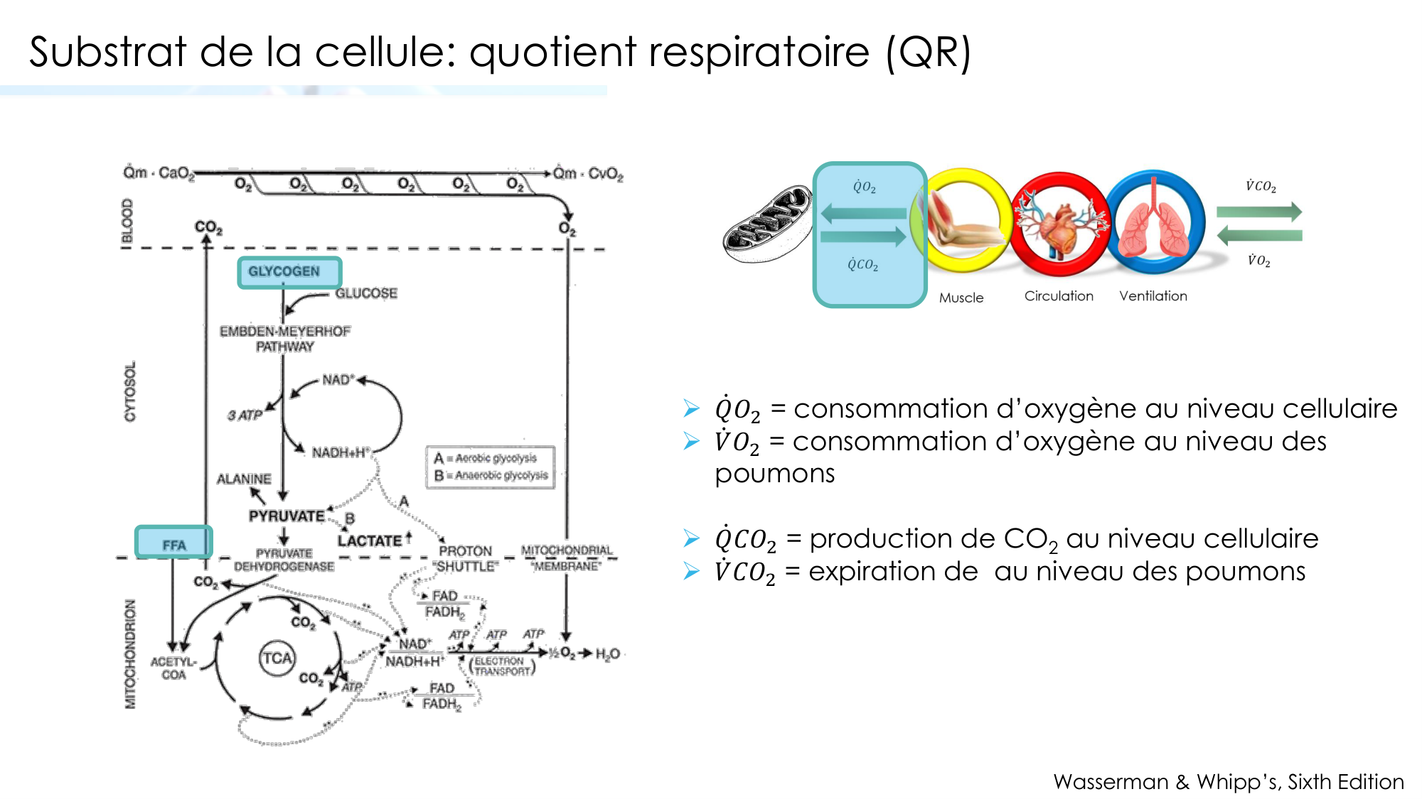 Transport des gaz sanguins page 31