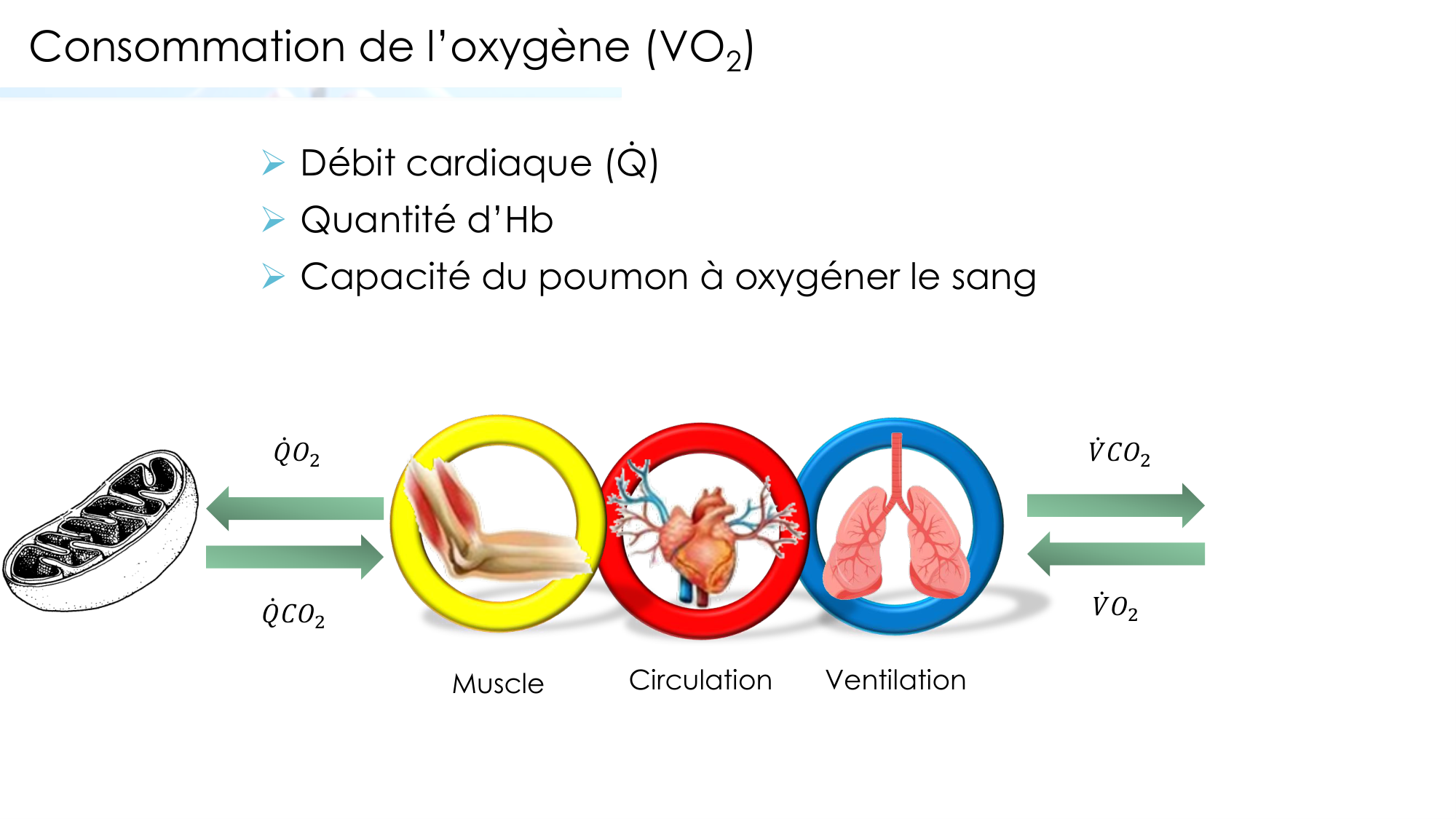 Transport des gaz sanguins page 36