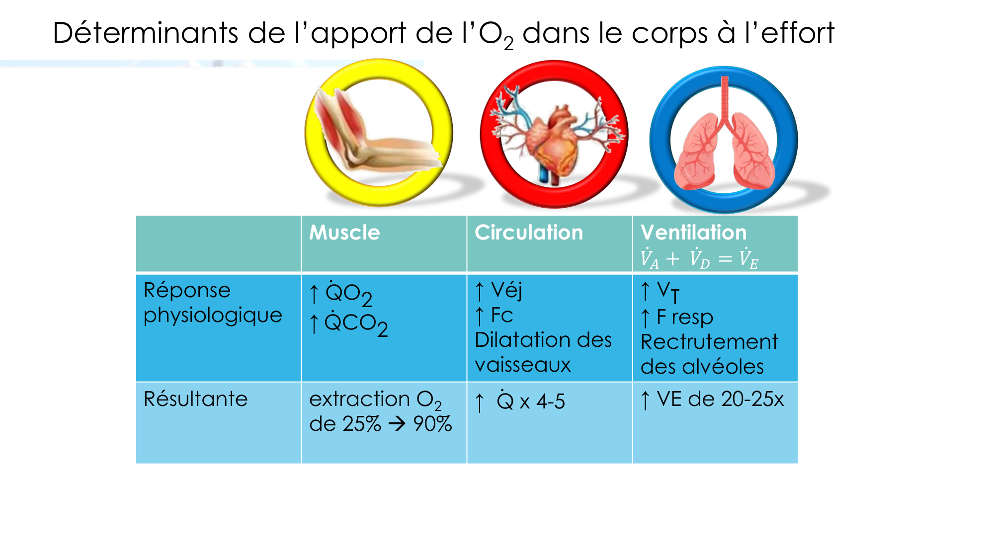 Transport des gaz sanguins page 39