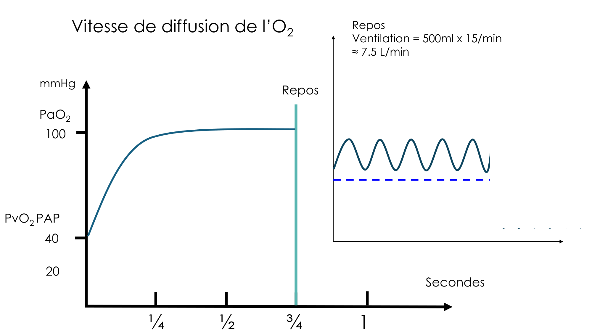 Transport des gaz sanguins page 40