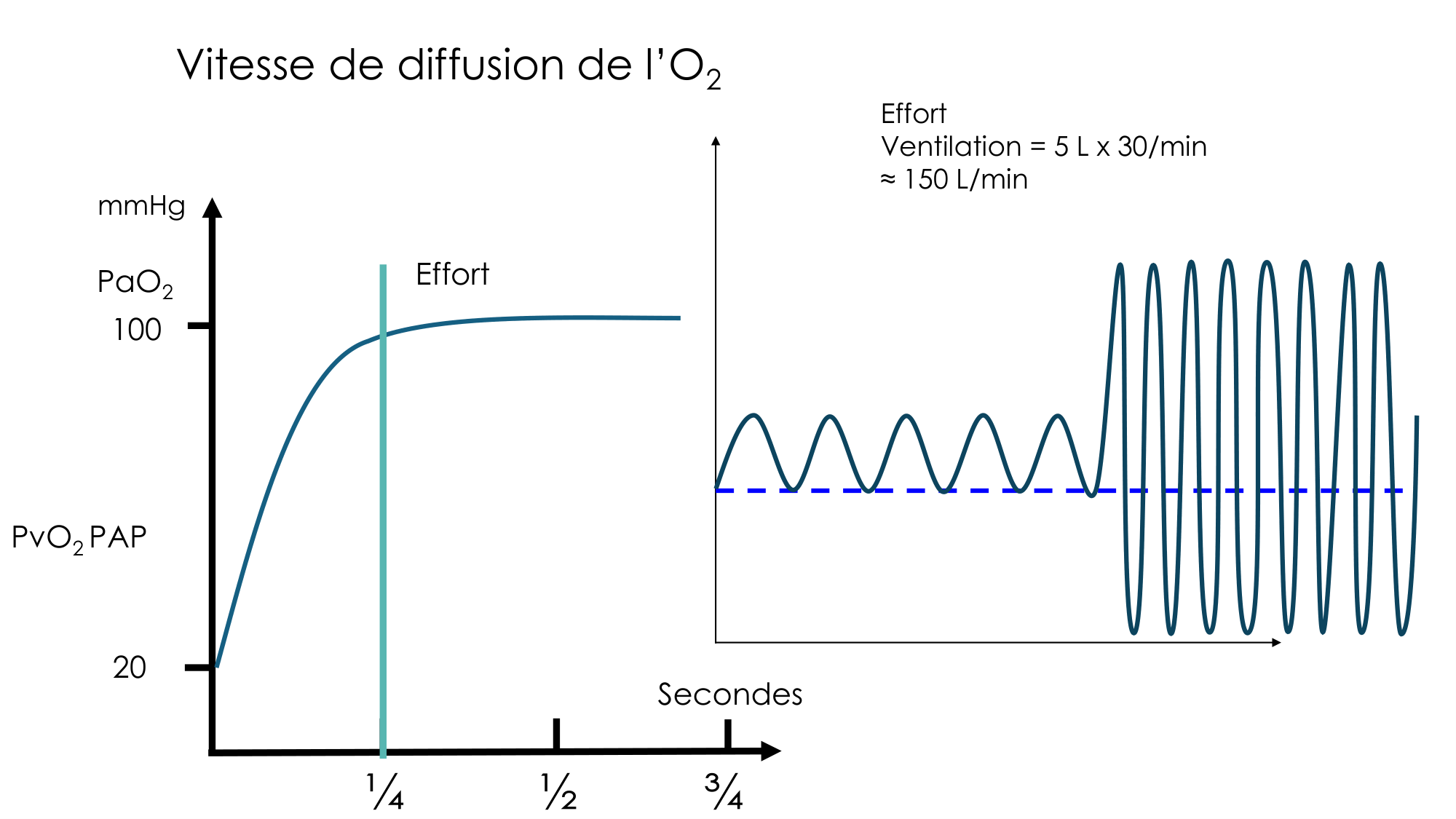 Transport des gaz sanguins page 41