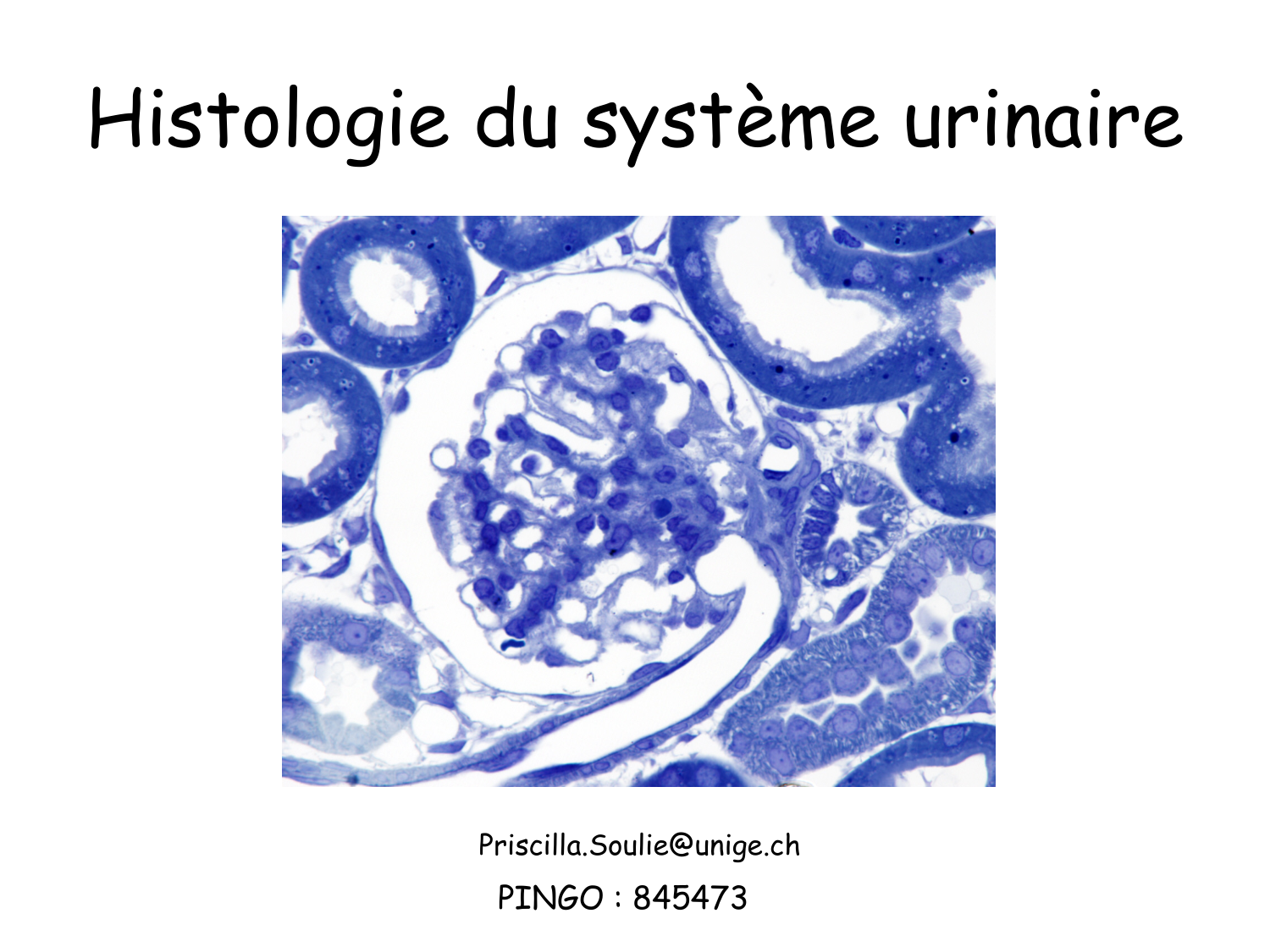 Histologie du système urinaire page 1