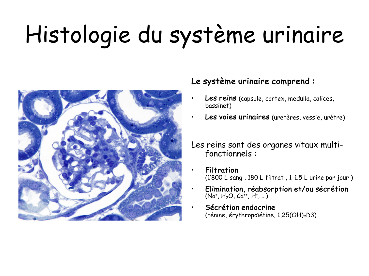 Histologie du système urinaire page 2