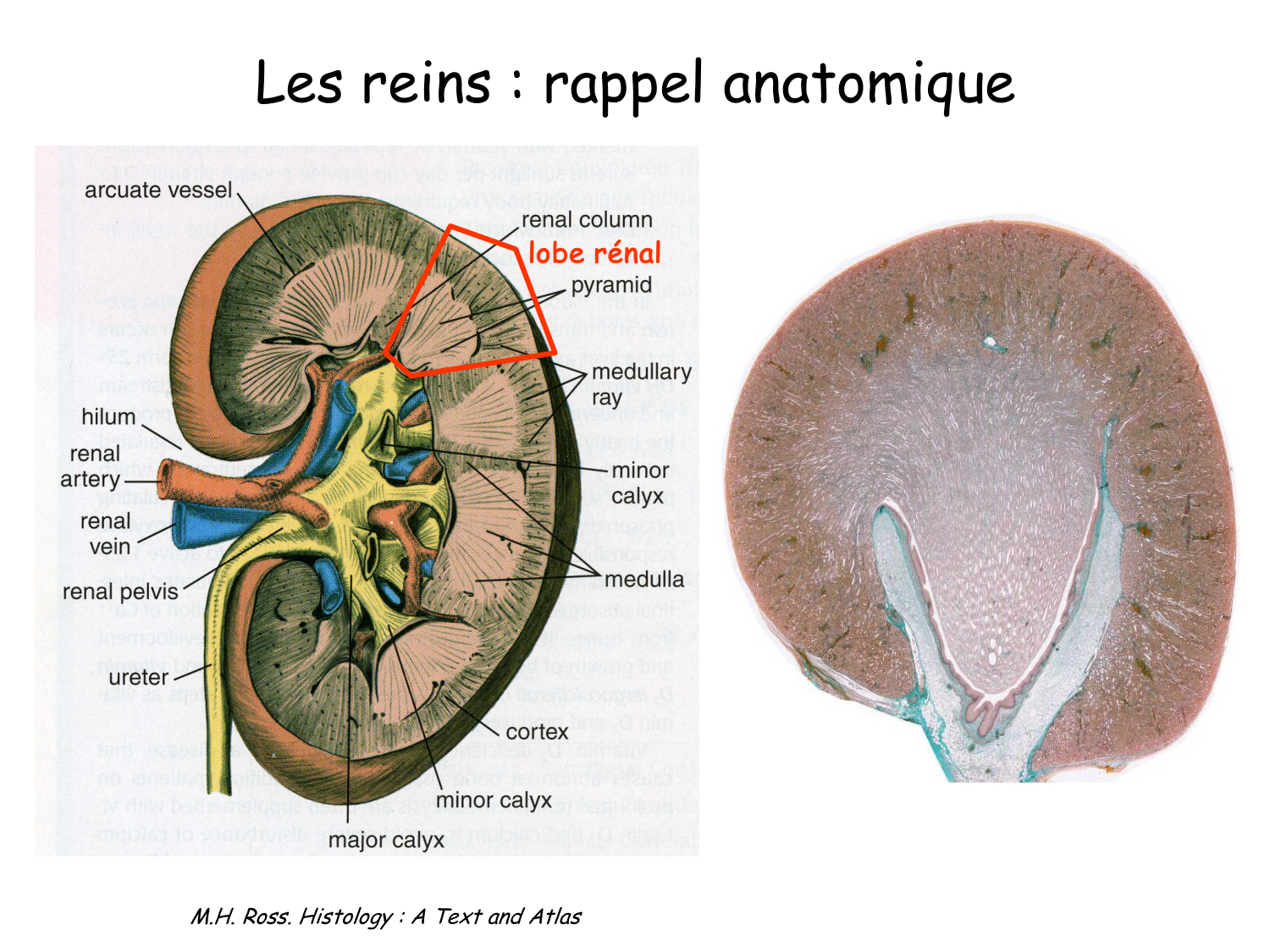 Histologie du système urinaire page 4