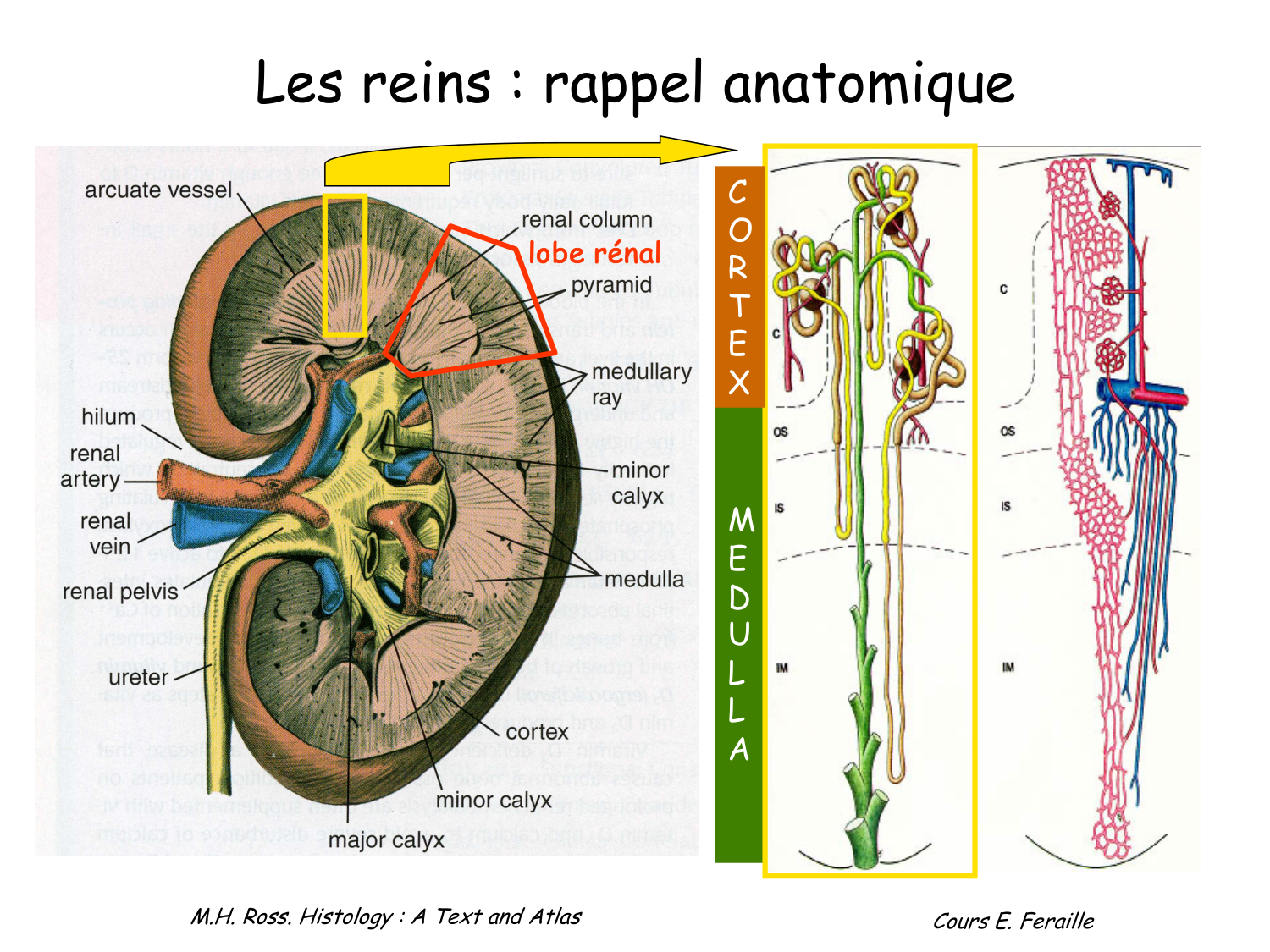 Histologie du système urinaire page 5