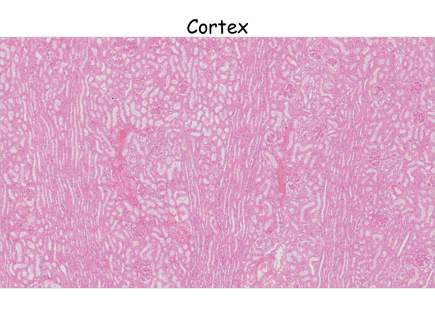 Histologie du système urinaire page 6