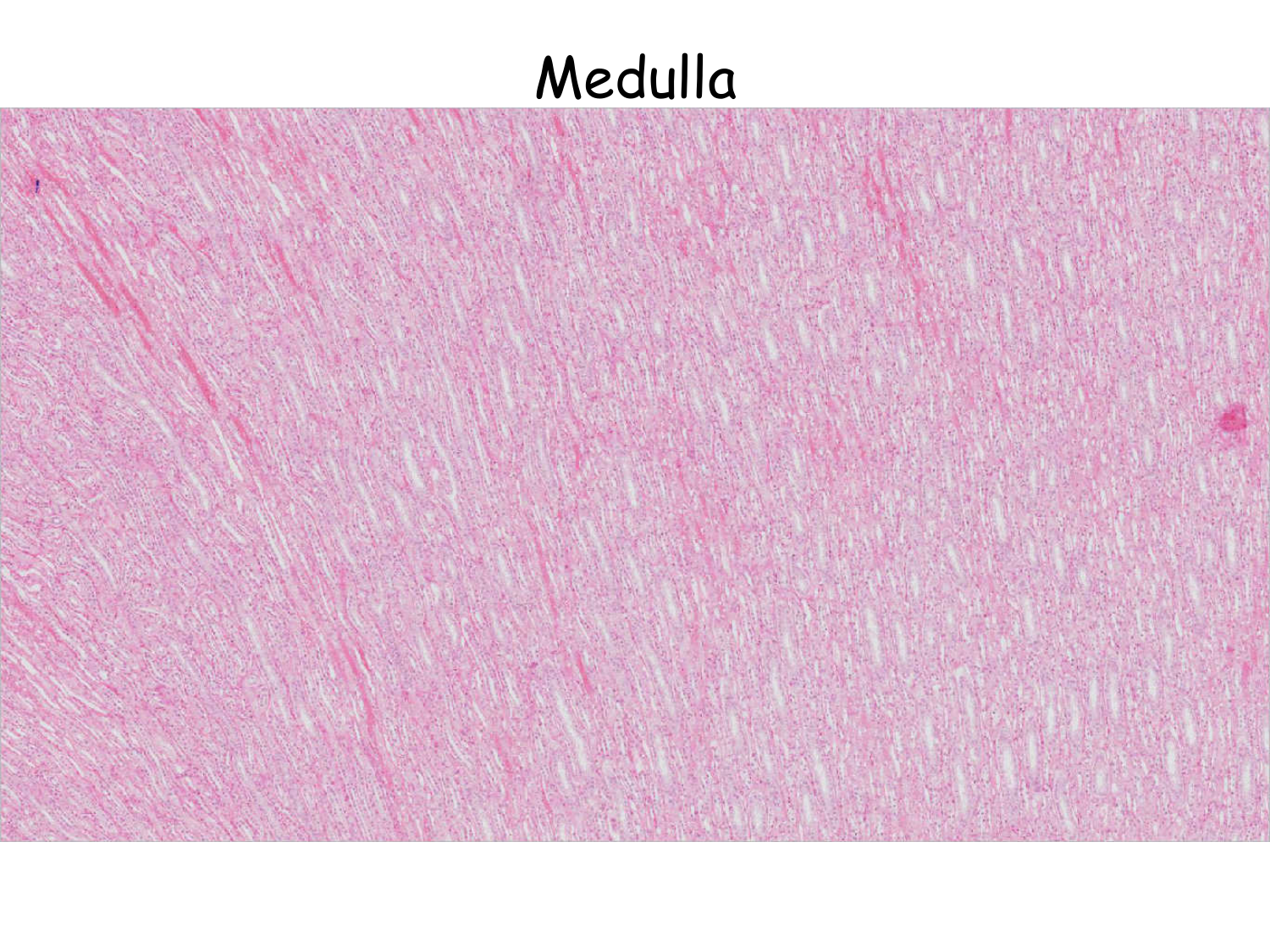 Histologie du système urinaire page 7