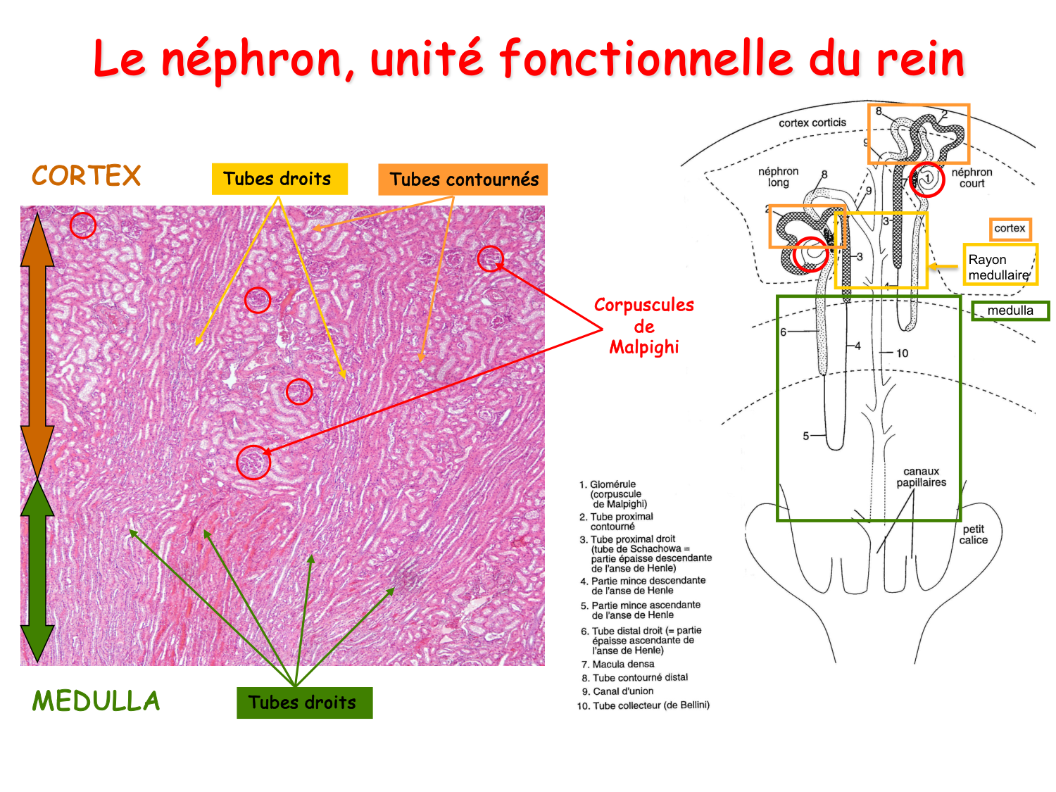 Histologie du système urinaire page 8