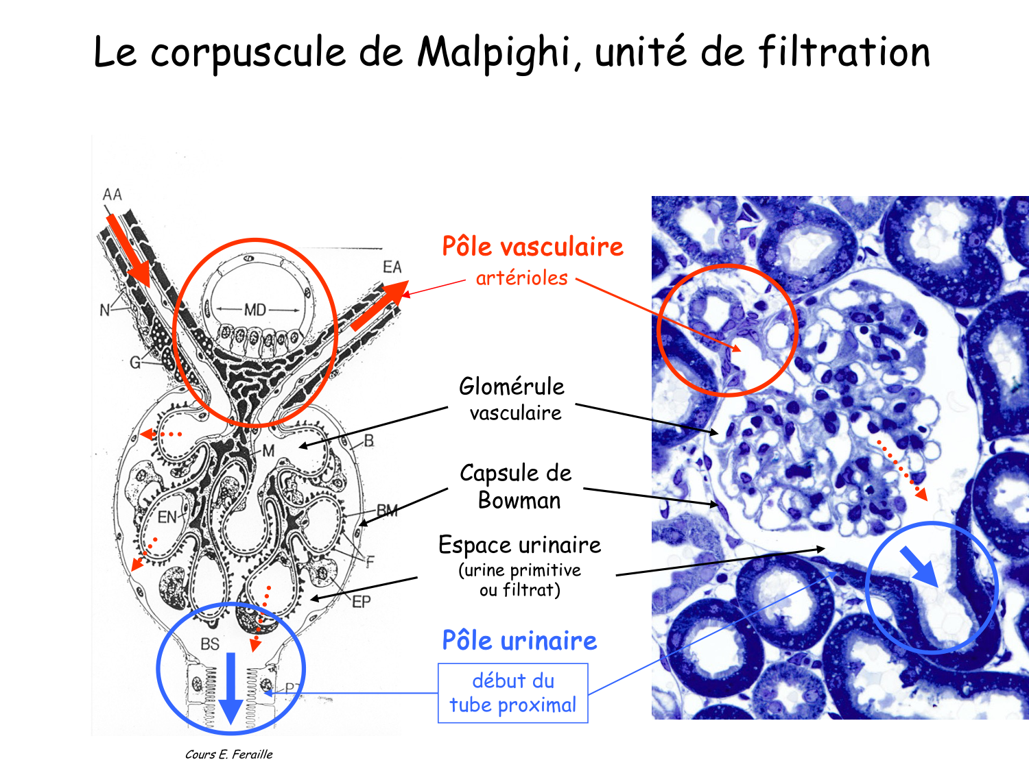Histologie du système urinaire page 9